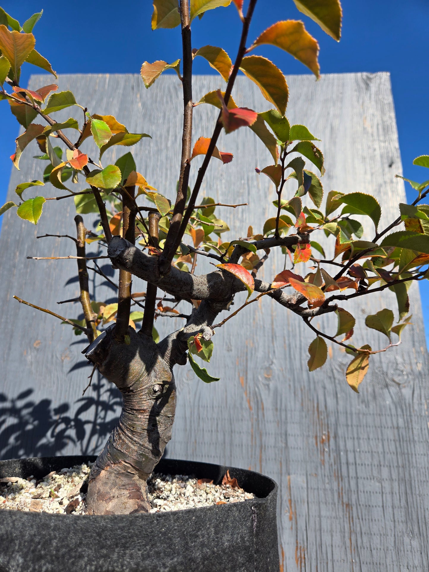 Chinese Quince, Pseudocydonia sinensis, AutPs?