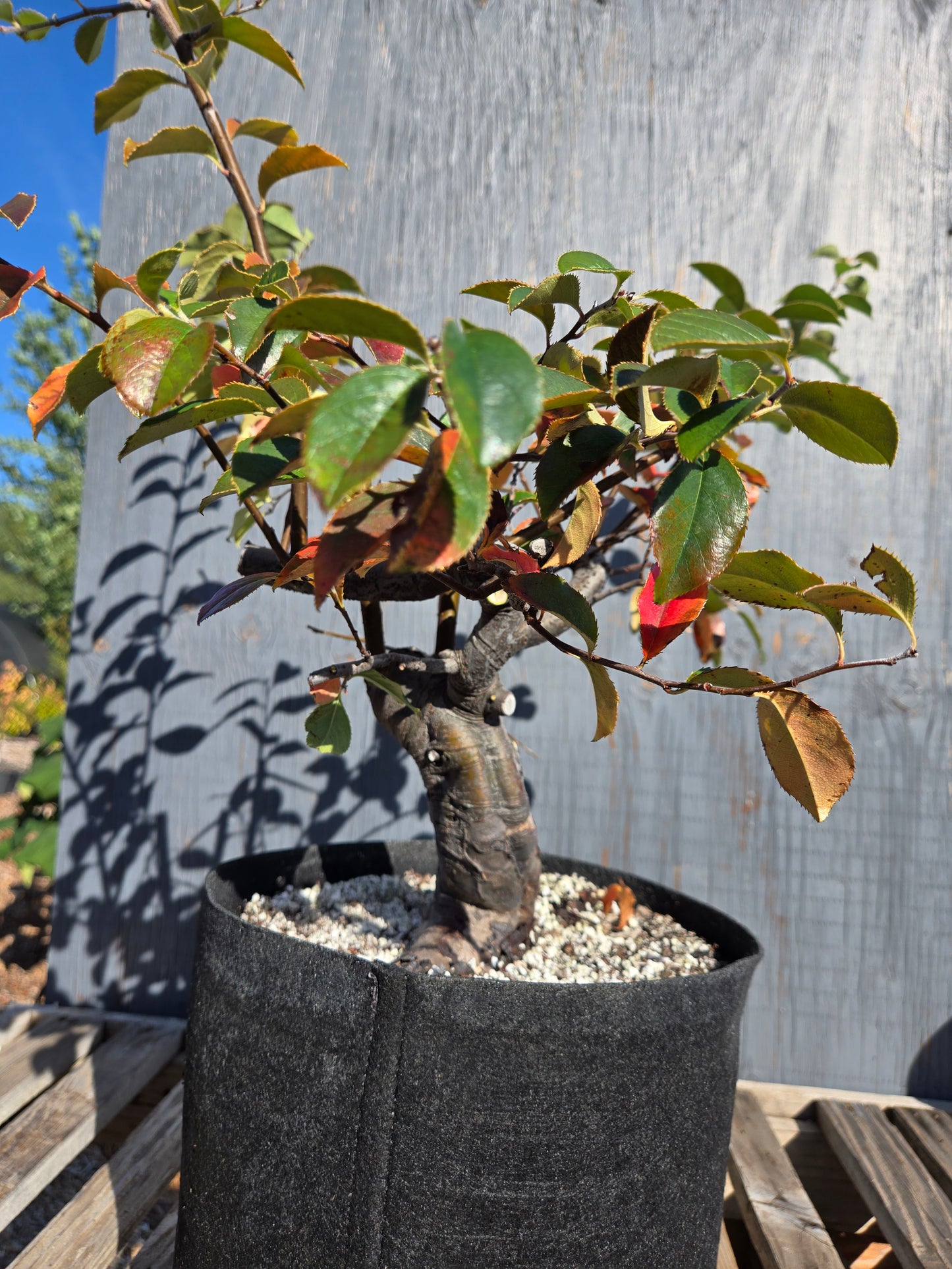 Chinese Quince, Pseudocydonia sinensis, AutPs?