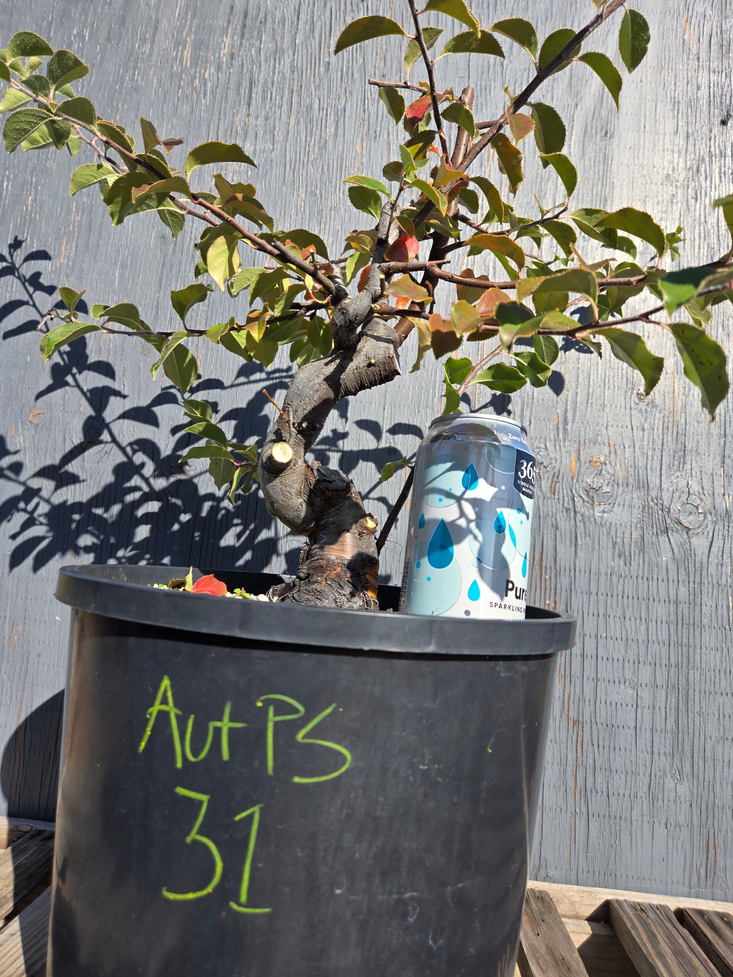 Chinese Quince, Pseudocydonia sinensis, AutPs31