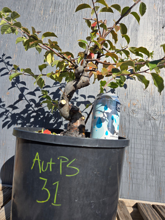 Chinese Quince, Pseudocydonia sinensis, AutPs31