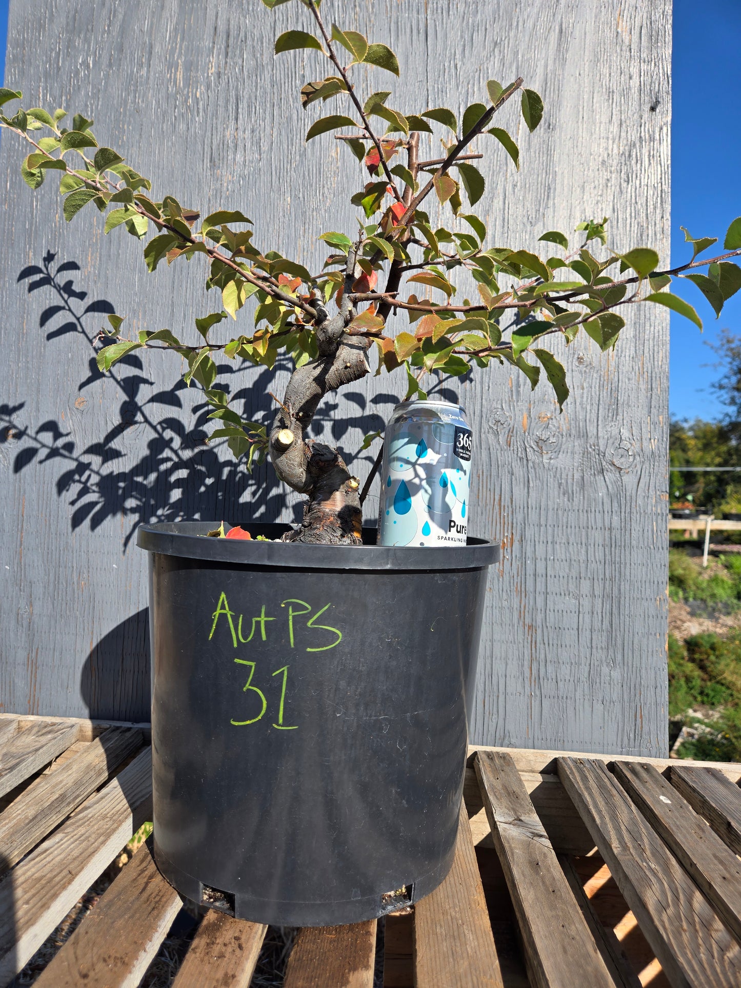 Chinese Quince, Pseudocydonia sinensis, AutPs31