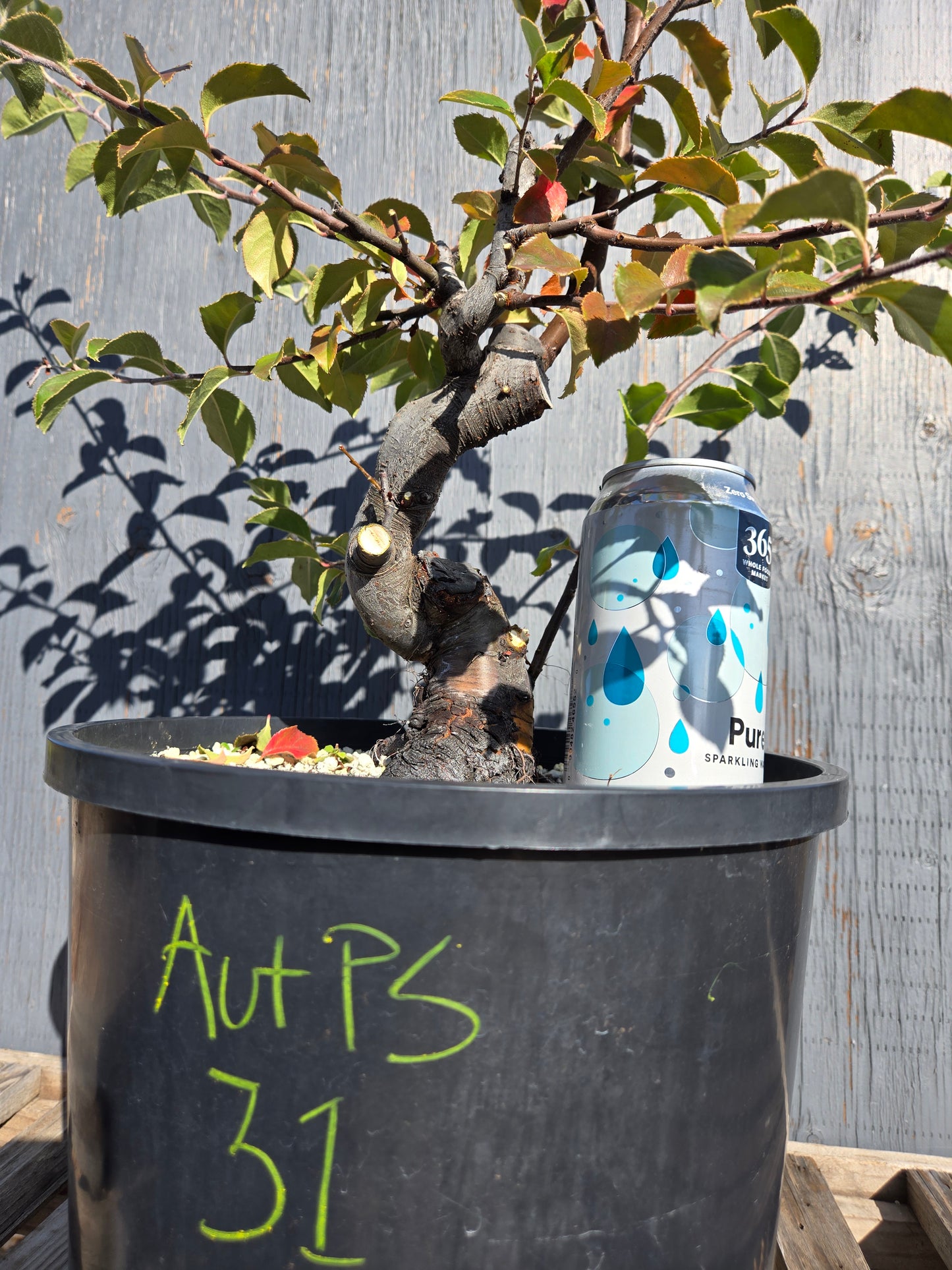 Chinese Quince, Pseudocydonia sinensis, AutPs31