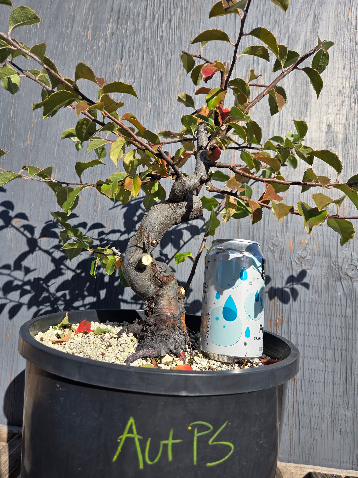 Chinese Quince, Pseudocydonia sinensis, AutPs31