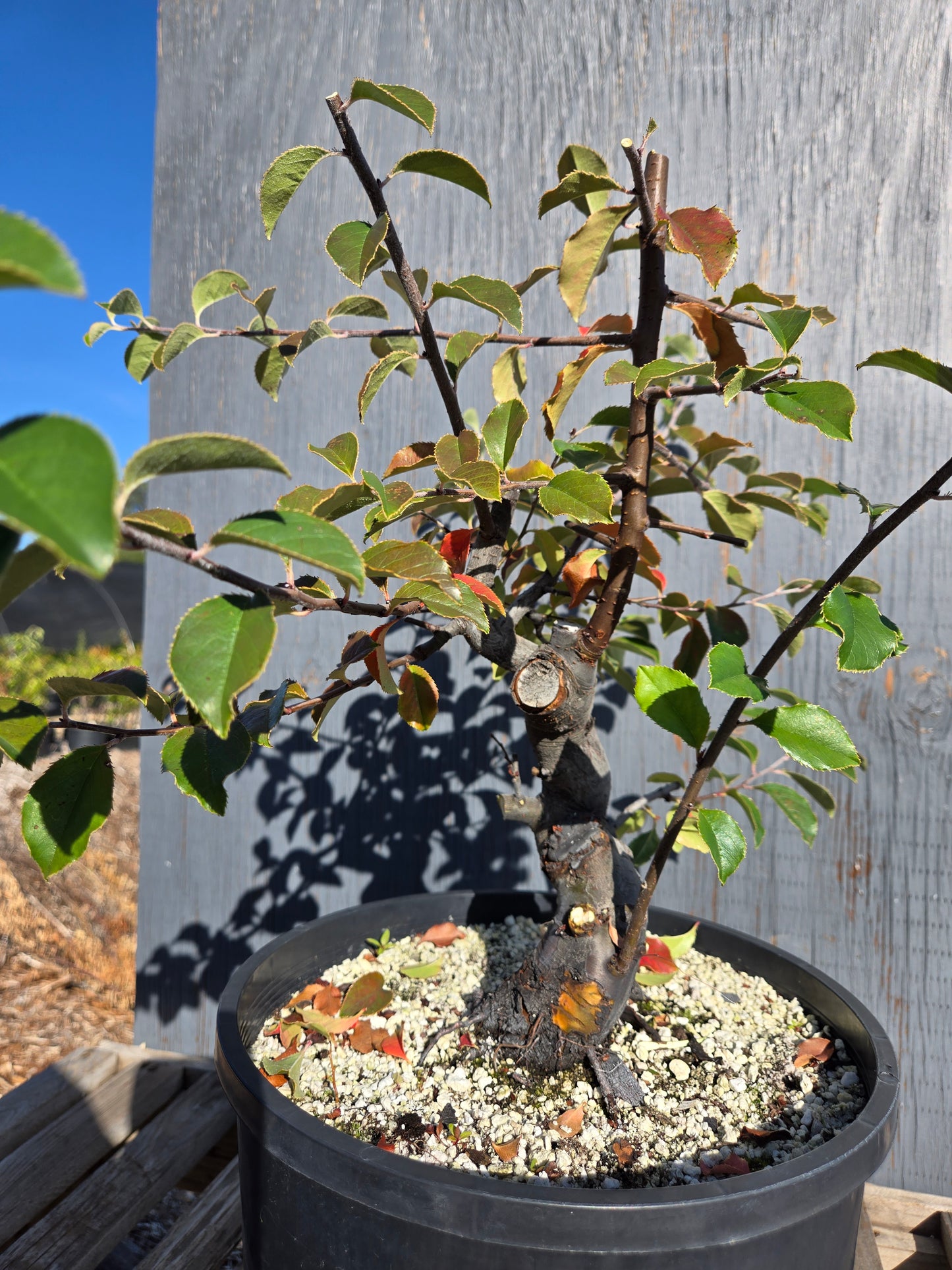 Chinese Quince, Pseudocydonia sinensis, AutPs31