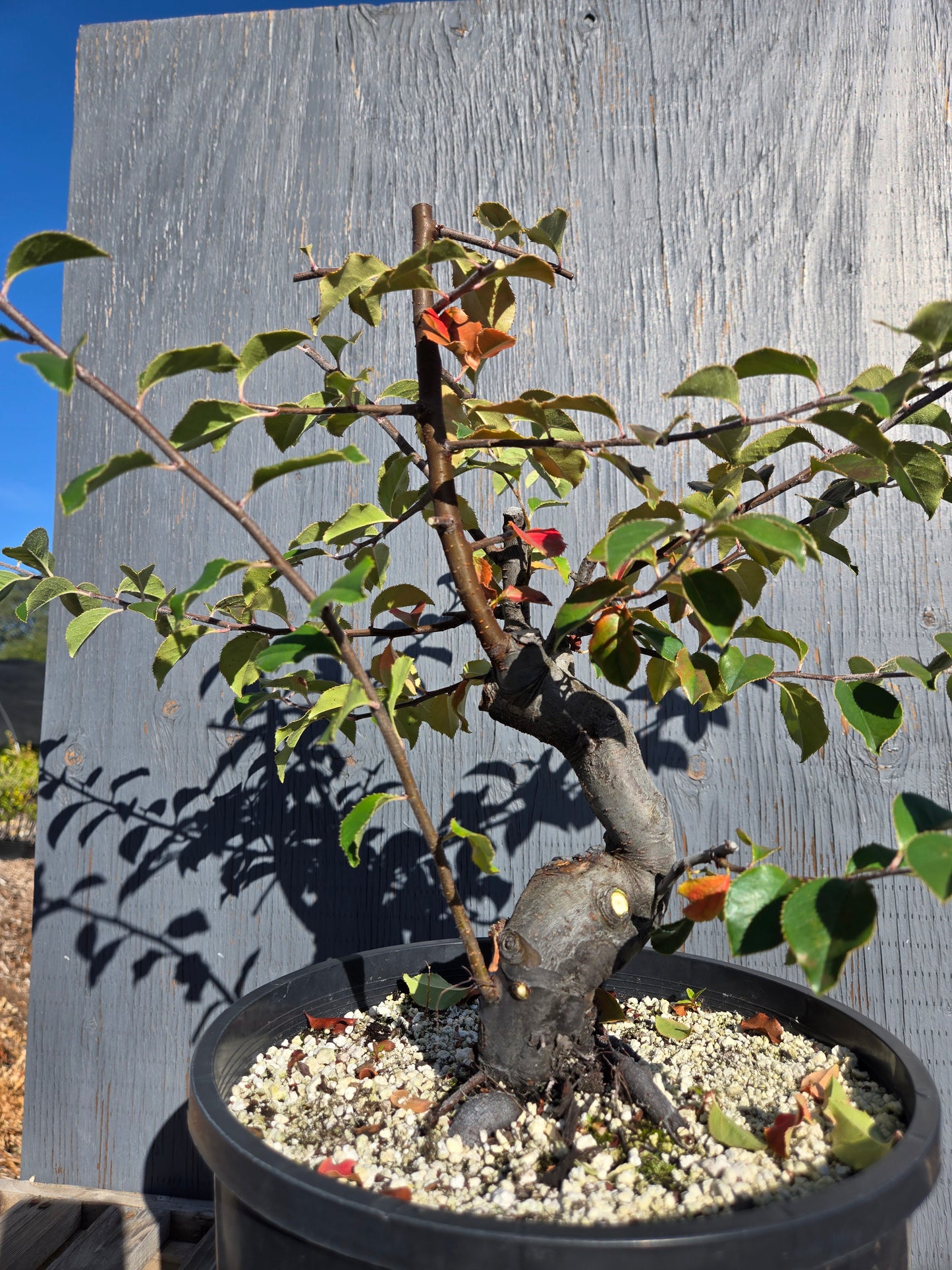 Chinese Quince, Pseudocydonia sinensis, AutPs31