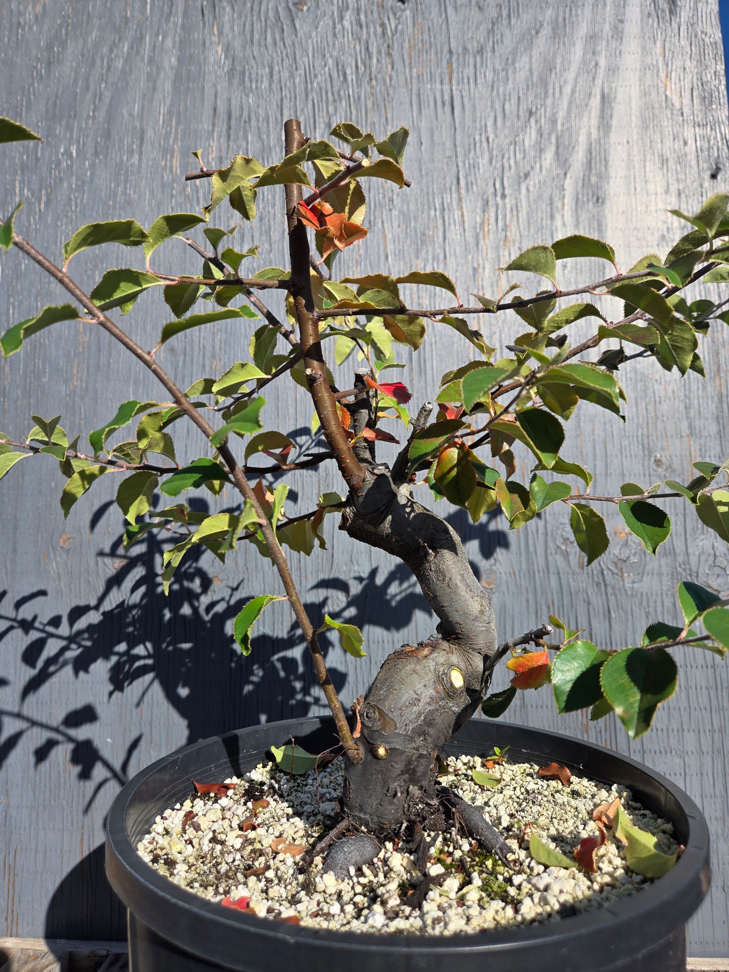 Chinese Quince, Pseudocydonia sinensis, AutPs31
