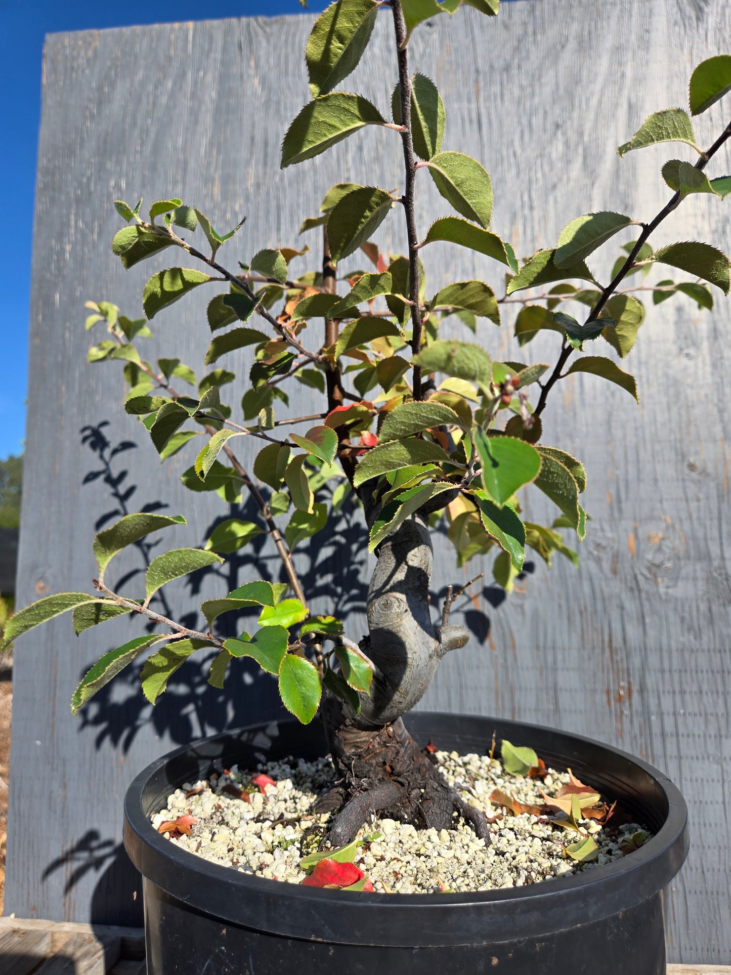 Chinese Quince, Pseudocydonia sinensis, AutPs31