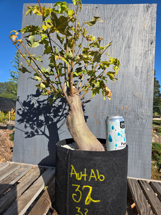 Trident Maple, Acer buergerianum, AutAb32