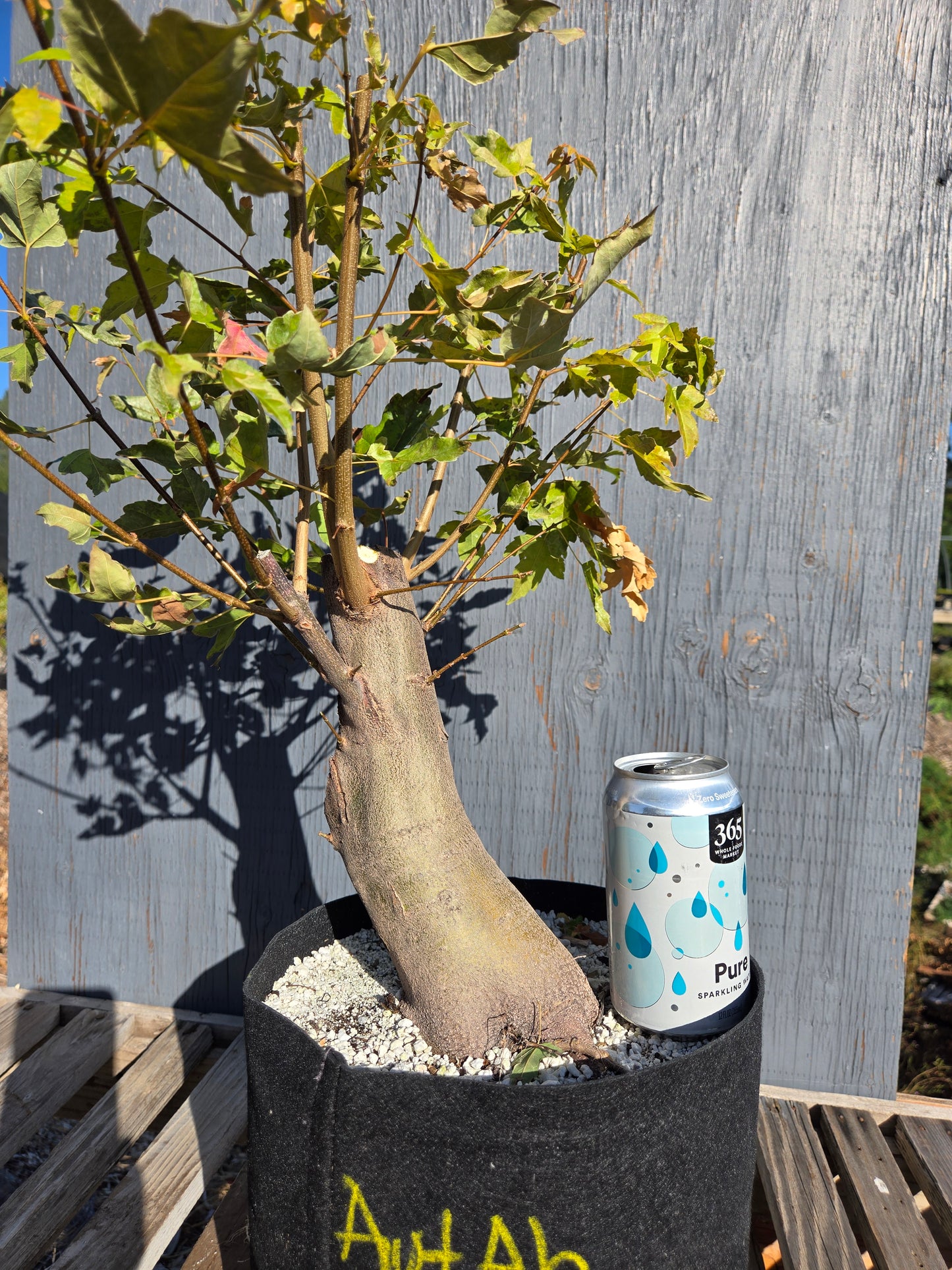Trident Maple, Acer buergerianum, AutAb32