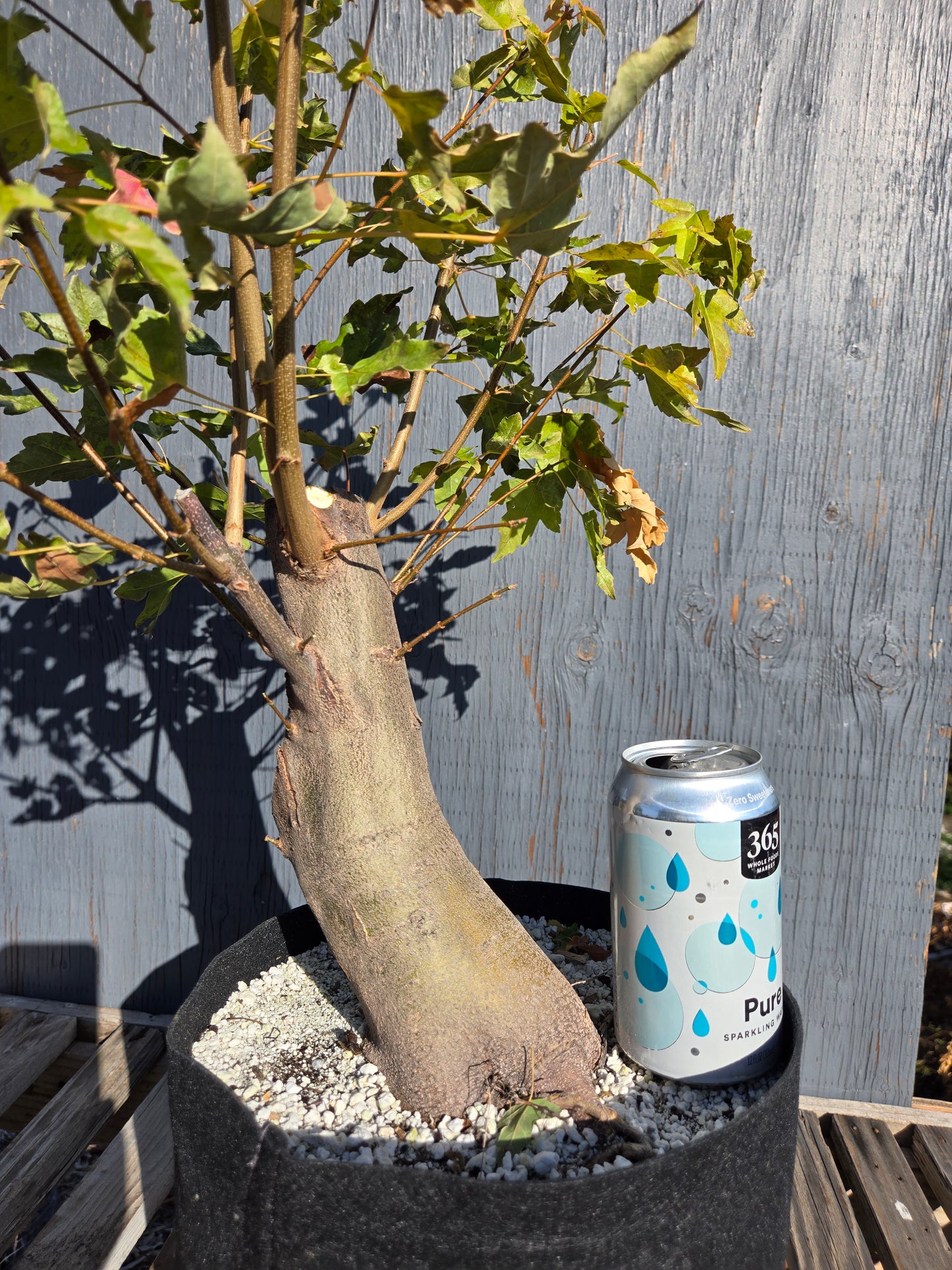 Trident Maple, Acer buergerianum, AutAb32