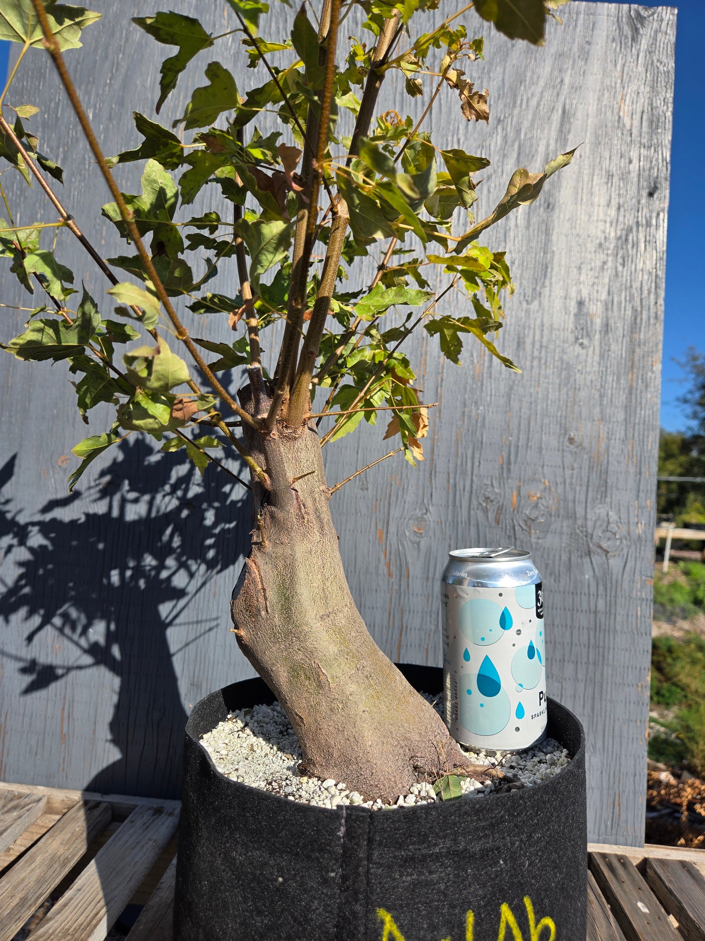 Trident Maple, Acer buergerianum, AutAb32
