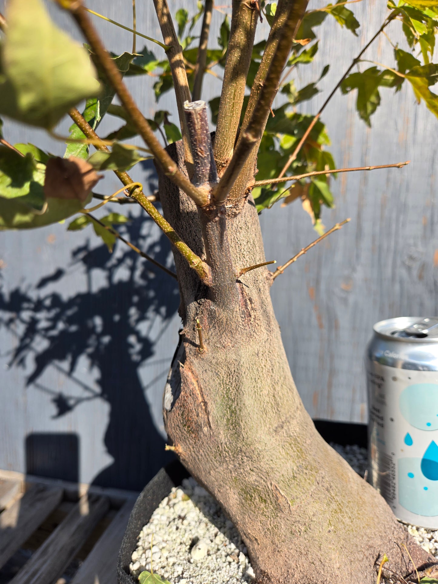 Trident Maple, Acer buergerianum, AutAb32