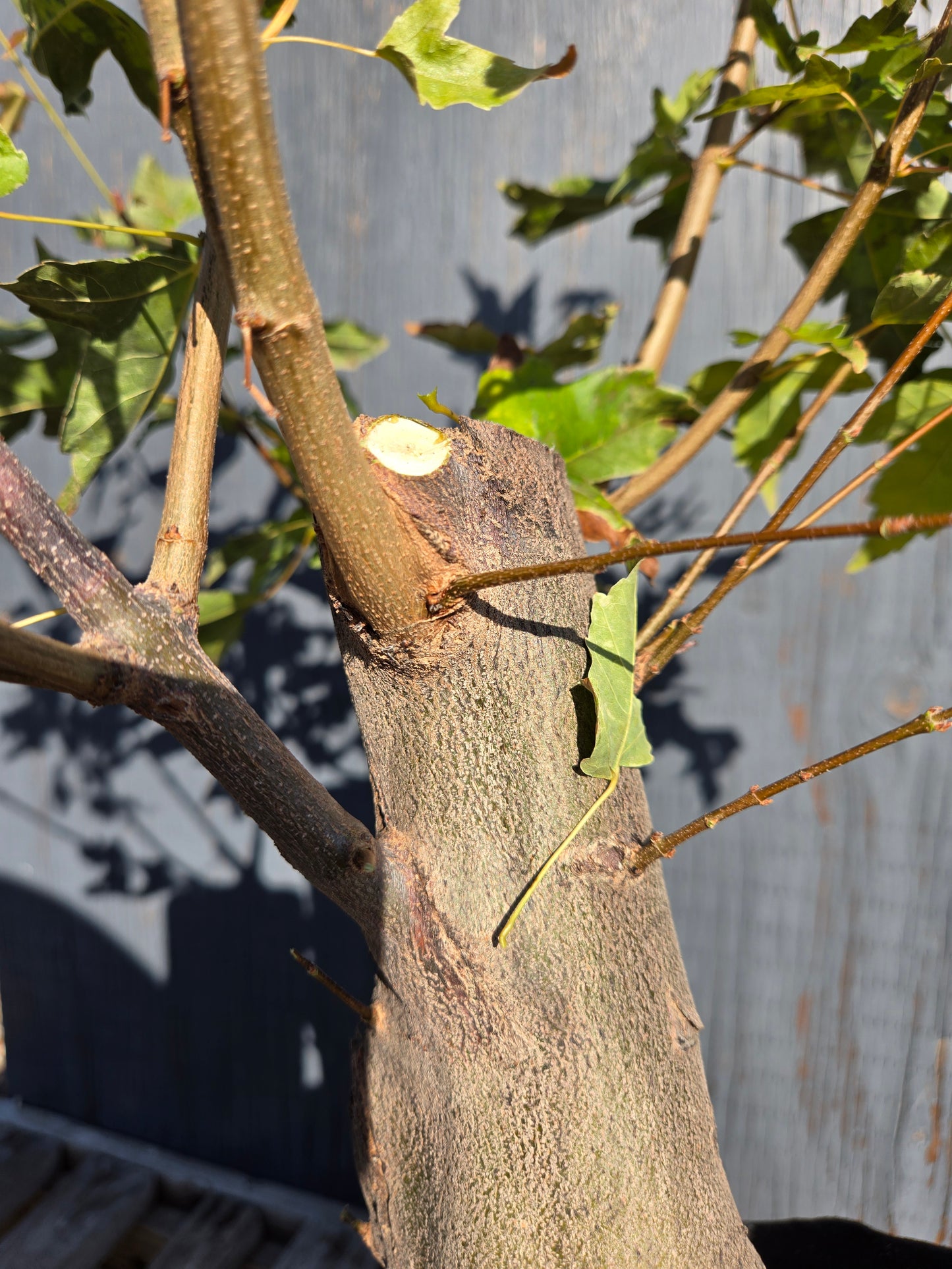 Trident Maple, Acer buergerianum, AutAb32