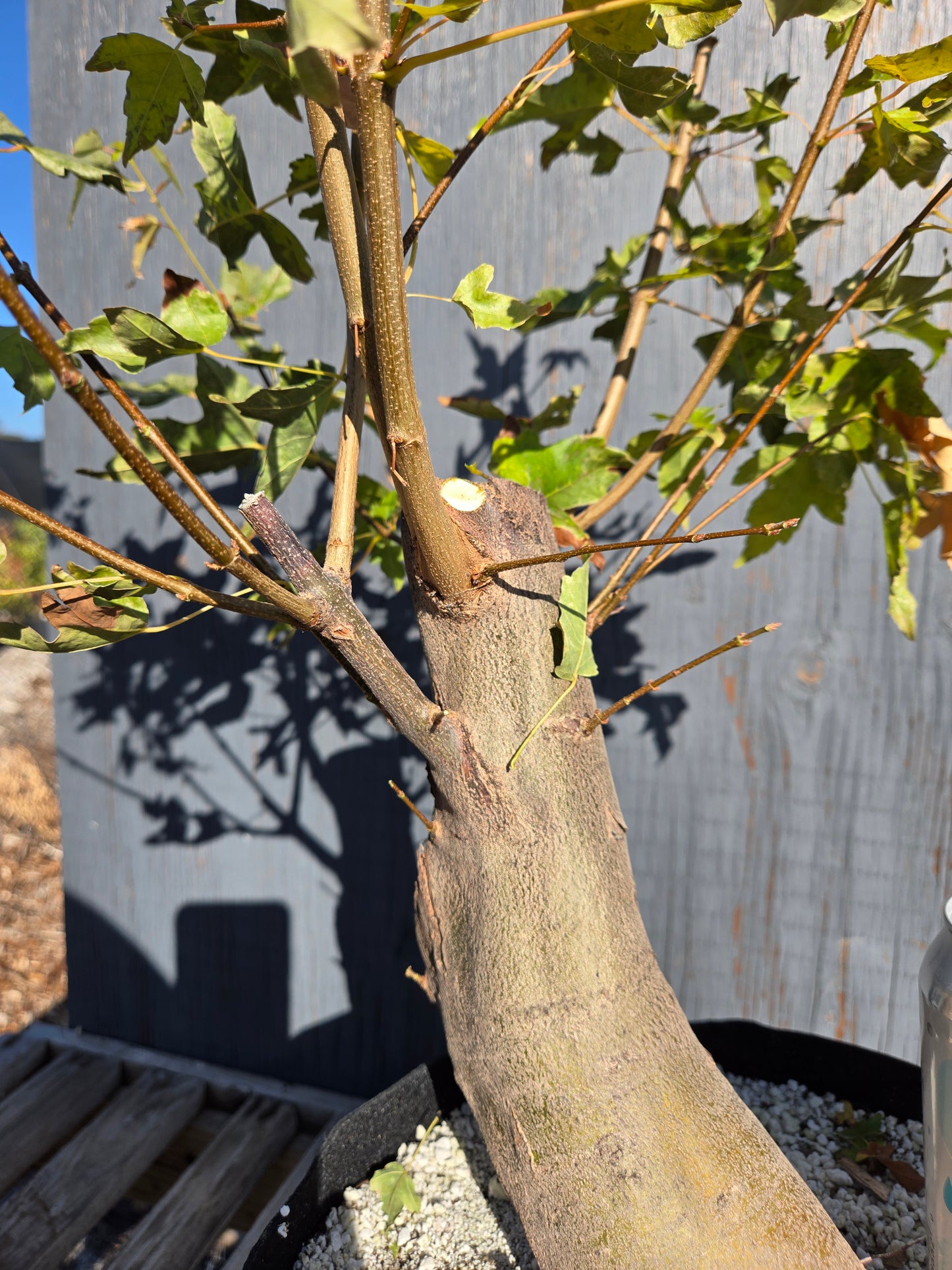 Trident Maple, Acer buergerianum, AutAb32
