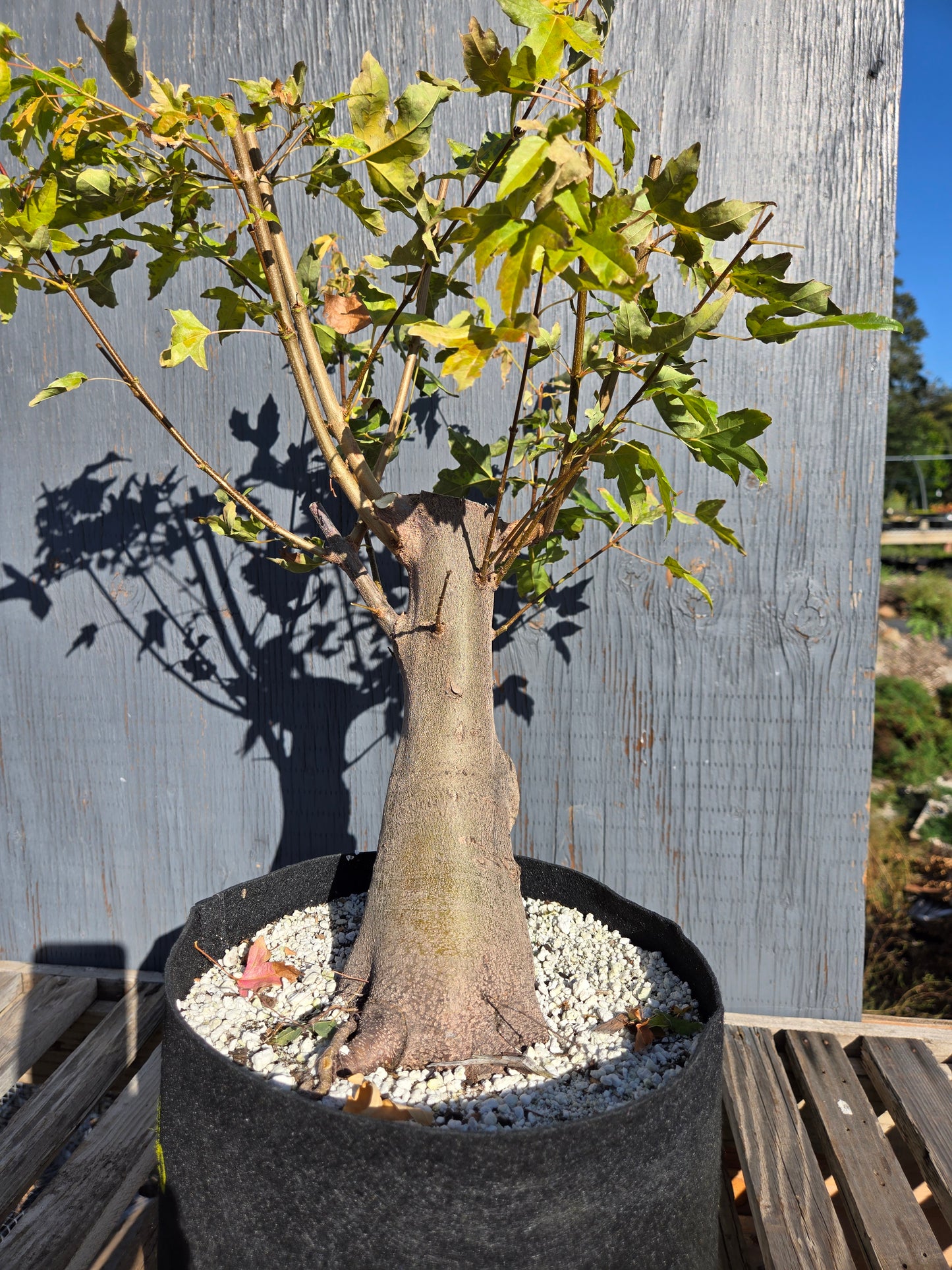 Trident Maple, Acer buergerianum, AutAb32