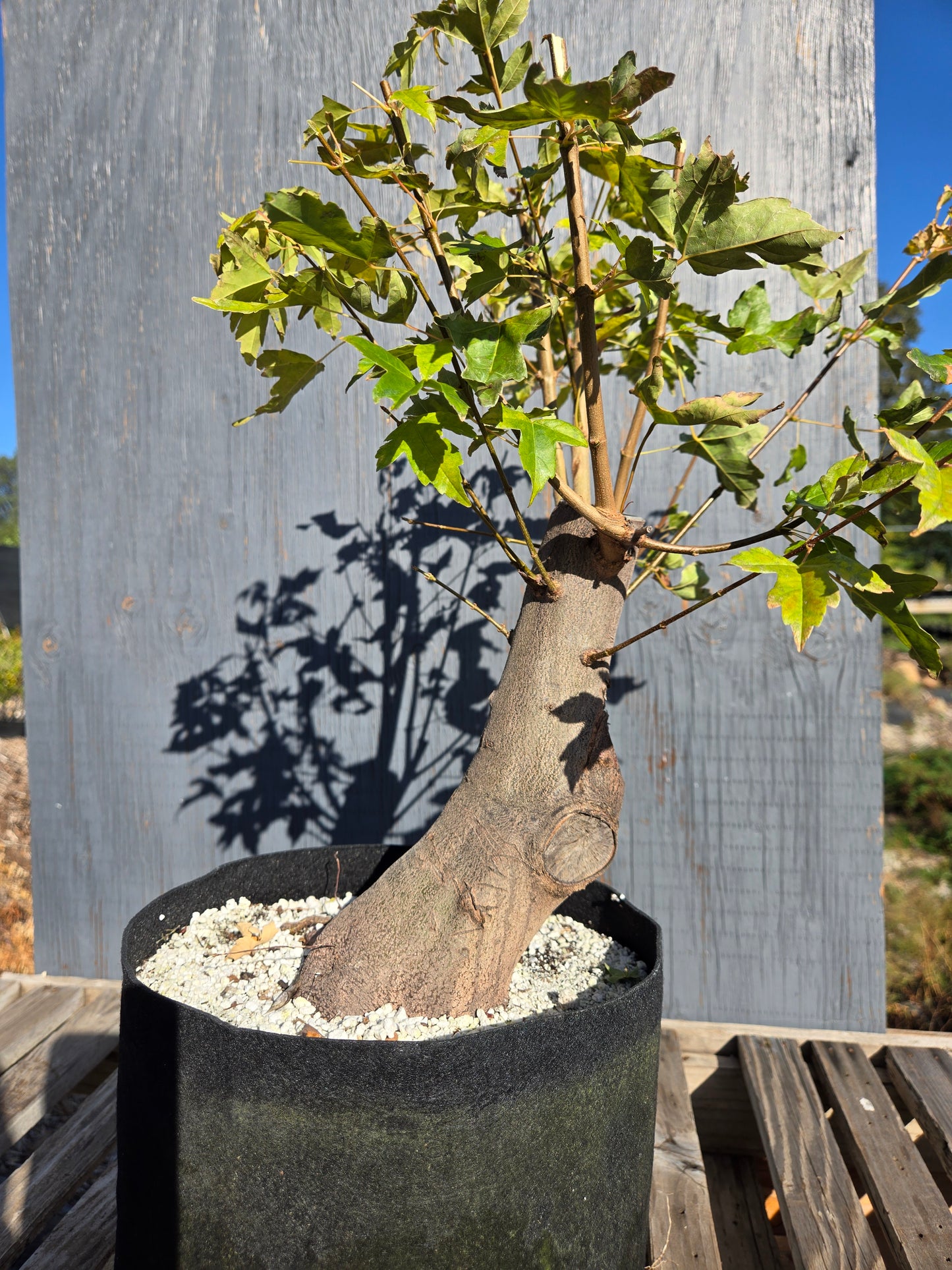 Trident Maple, Acer buergerianum, AutAb32