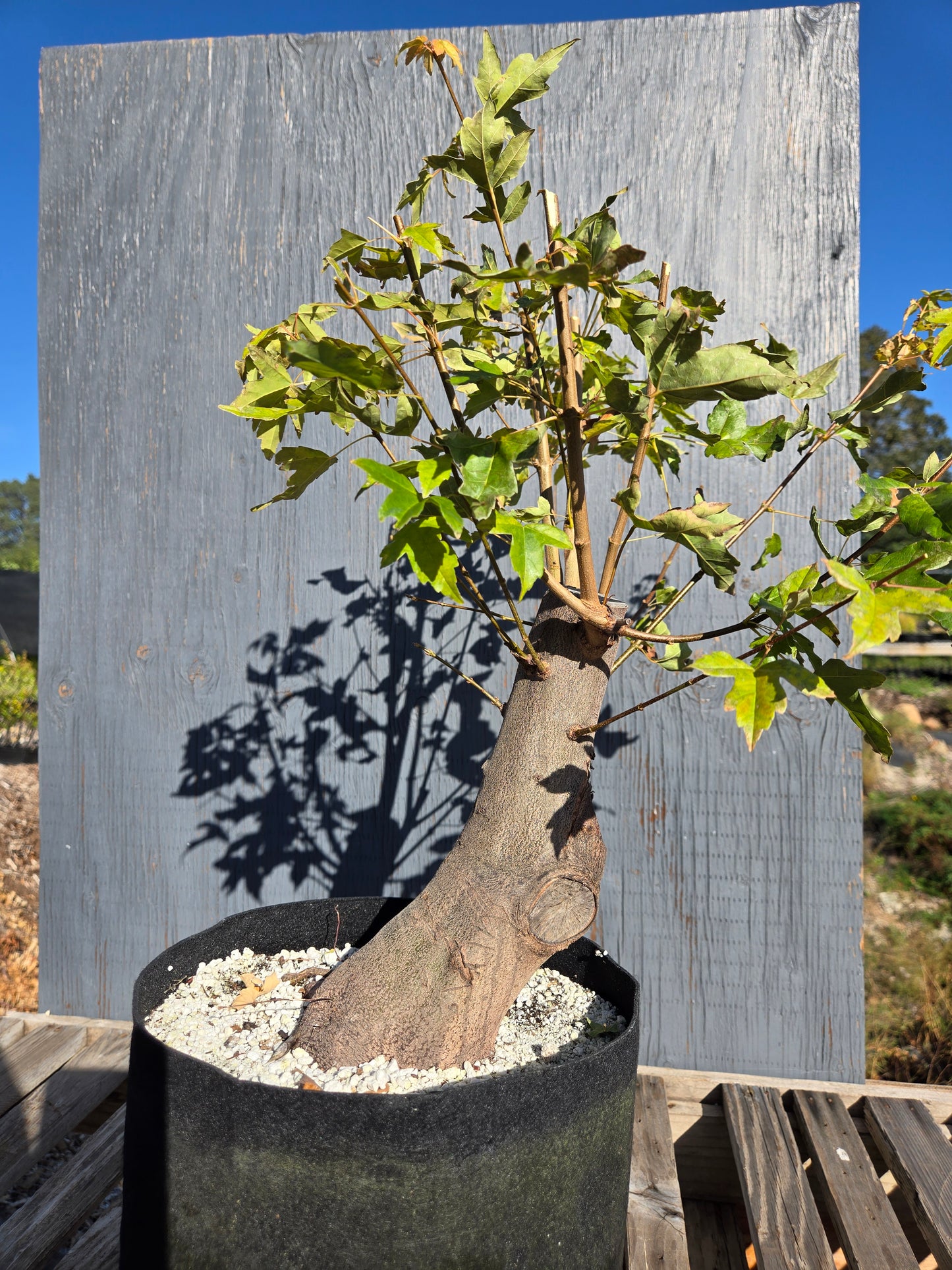Trident Maple, Acer buergerianum, AutAb32