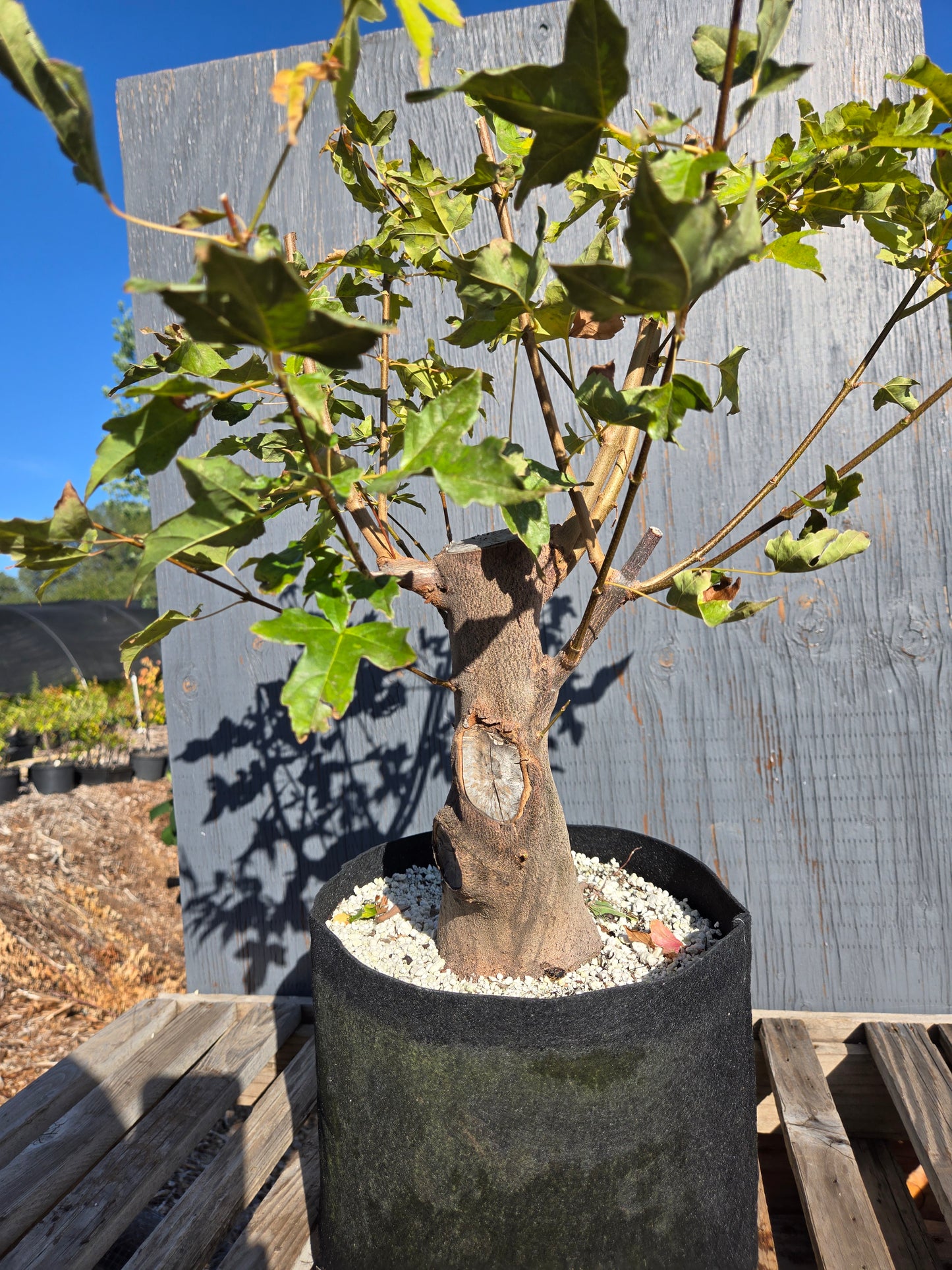 Trident Maple, Acer buergerianum, AutAb32