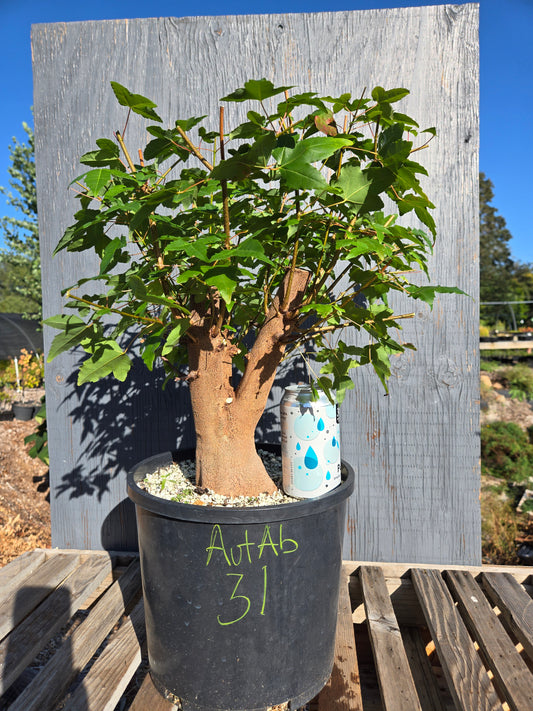 Trident Maple, Acer buergerianum, AutAb31