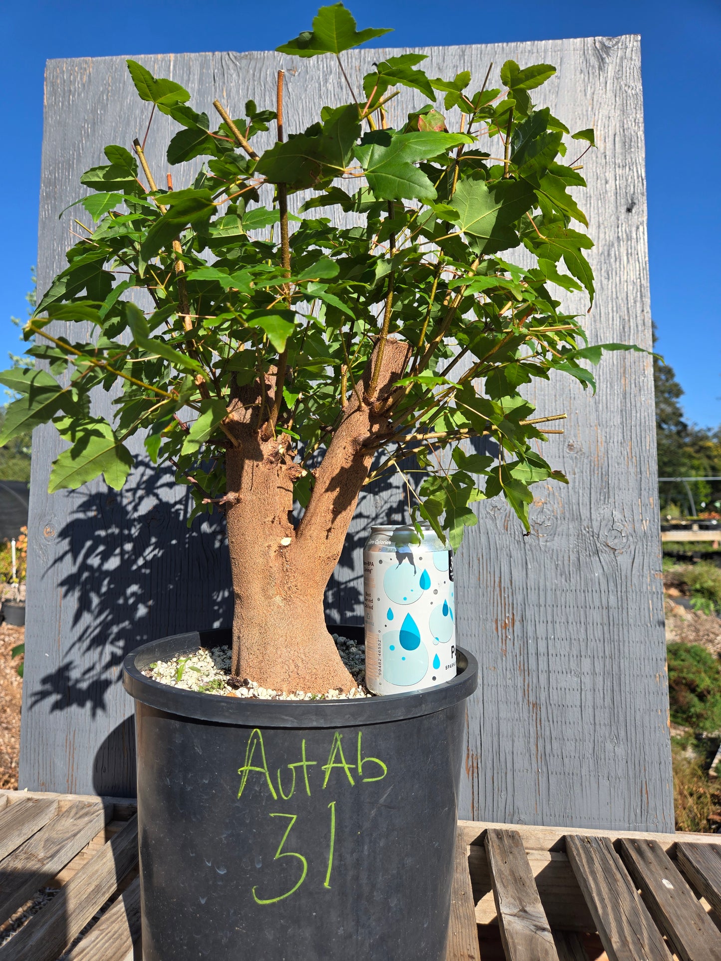 Trident Maple, Acer buergerianum, AutAb31