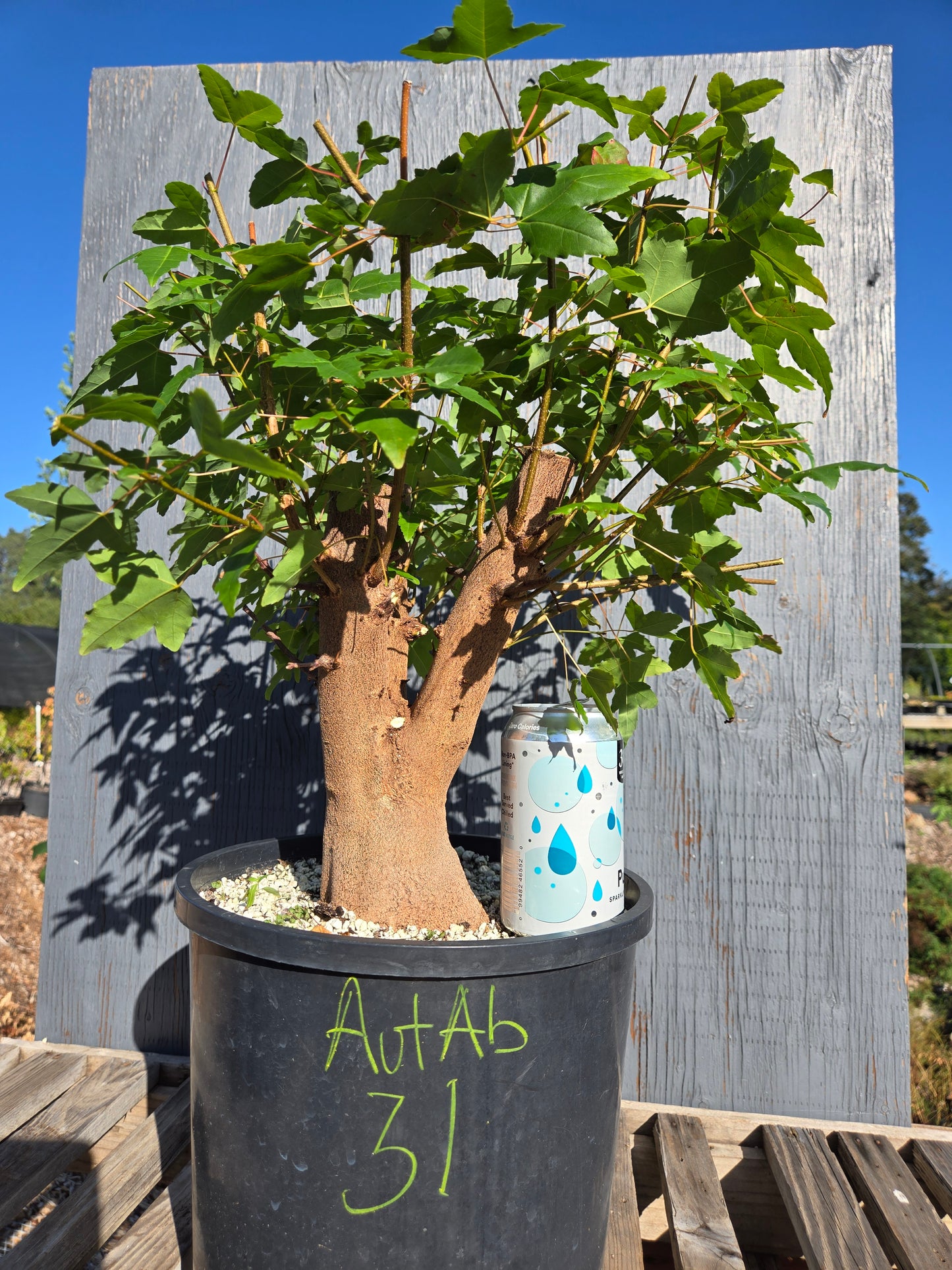 Trident Maple, Acer buergerianum, AutAb31