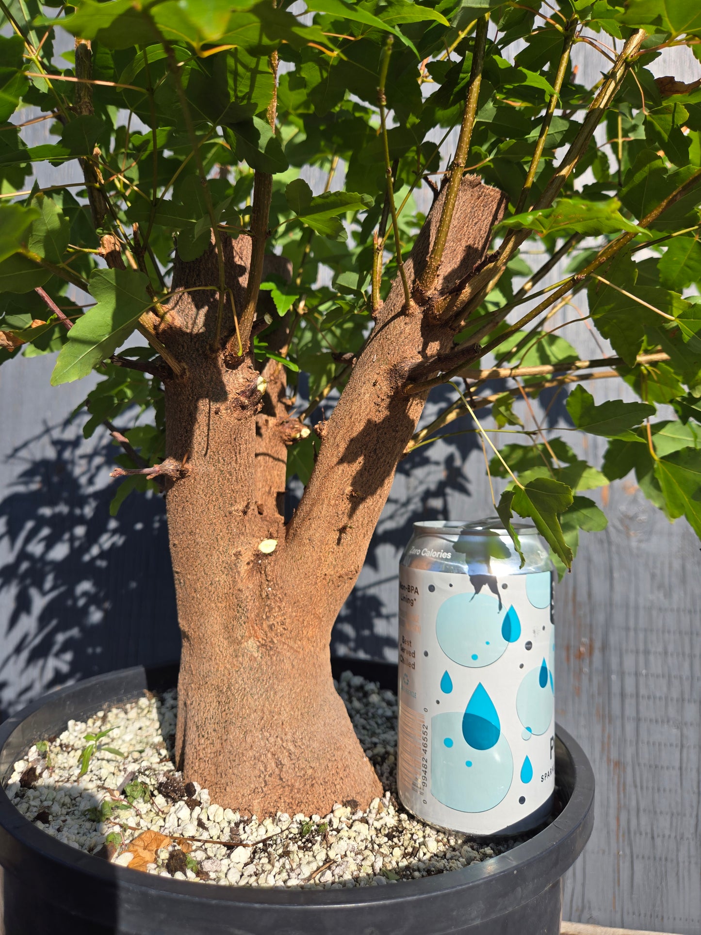 Trident Maple, Acer buergerianum, AutAb31