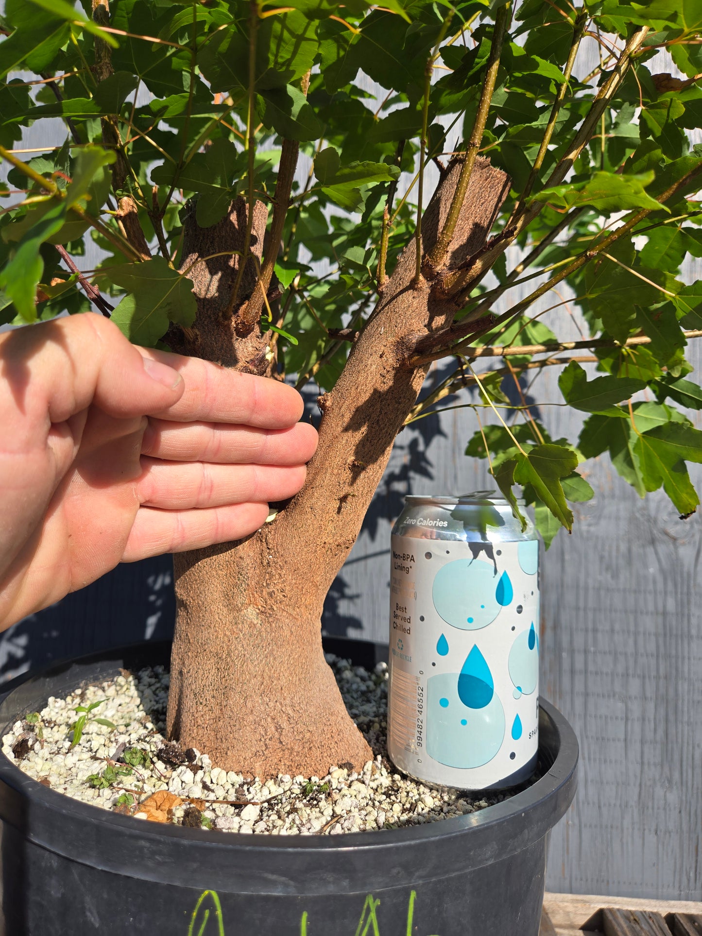 Trident Maple, Acer buergerianum, AutAb31