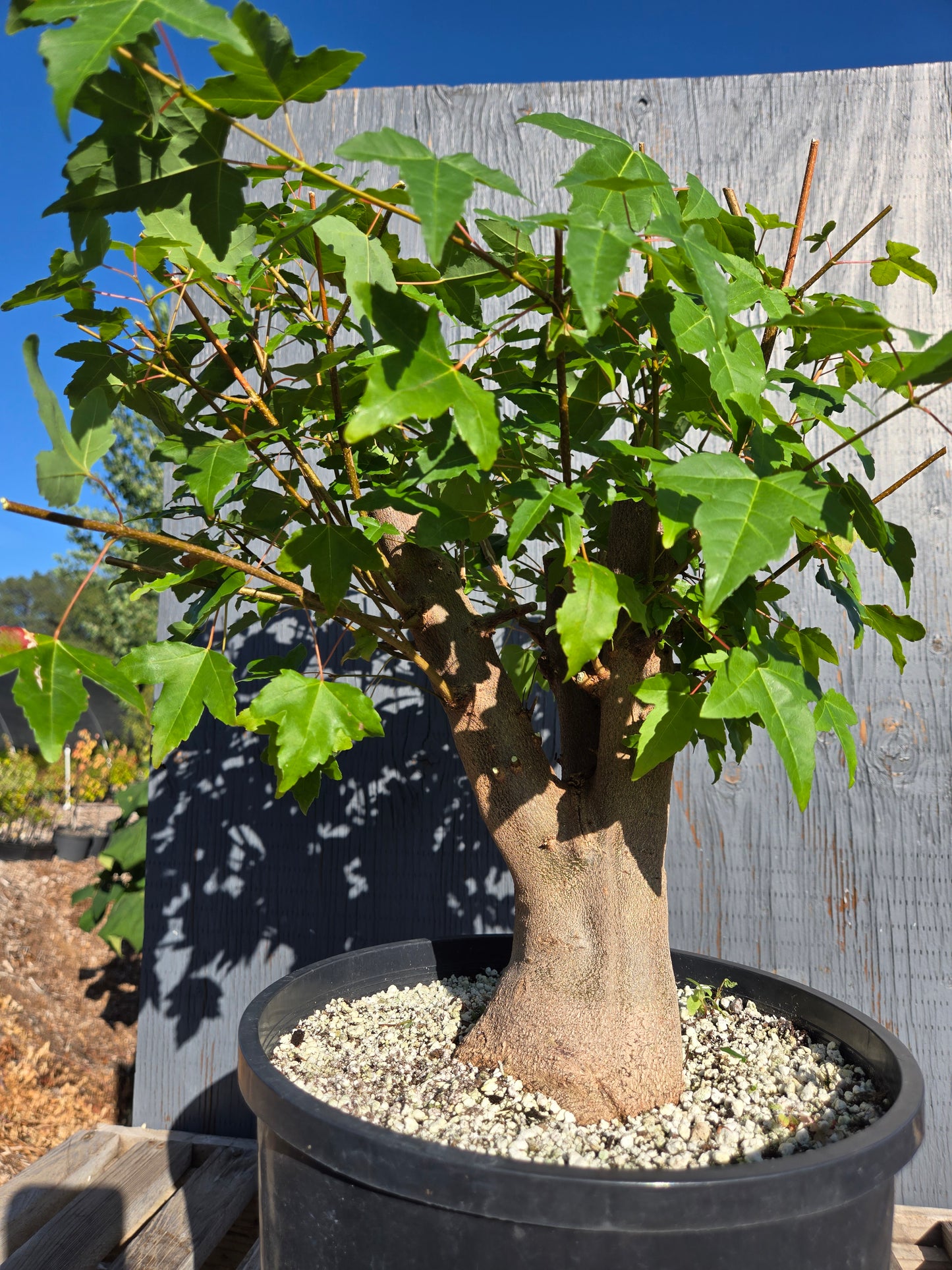 Trident Maple, Acer buergerianum, AutAb31