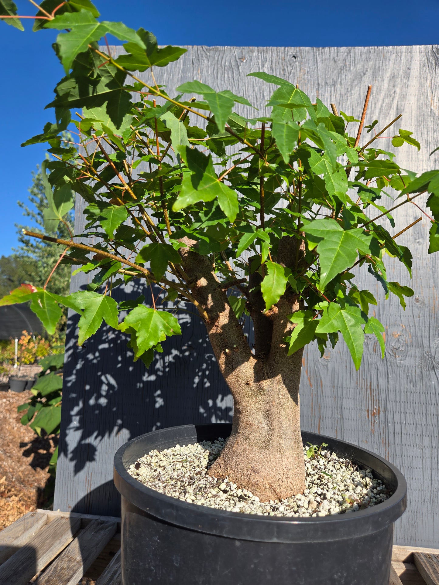 Trident Maple, Acer buergerianum, AutAb31