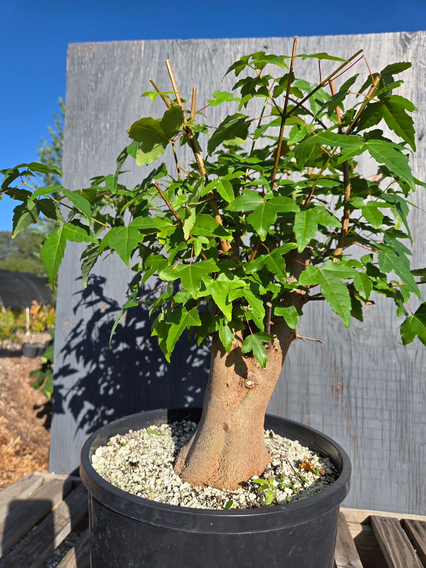 Trident Maple, Acer buergerianum, AutAb31