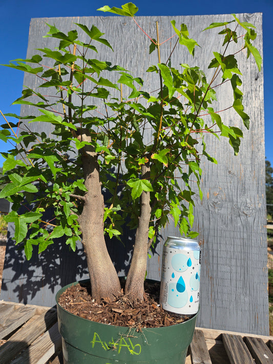 Trident Maple, Acer buergerianum, AutAb30