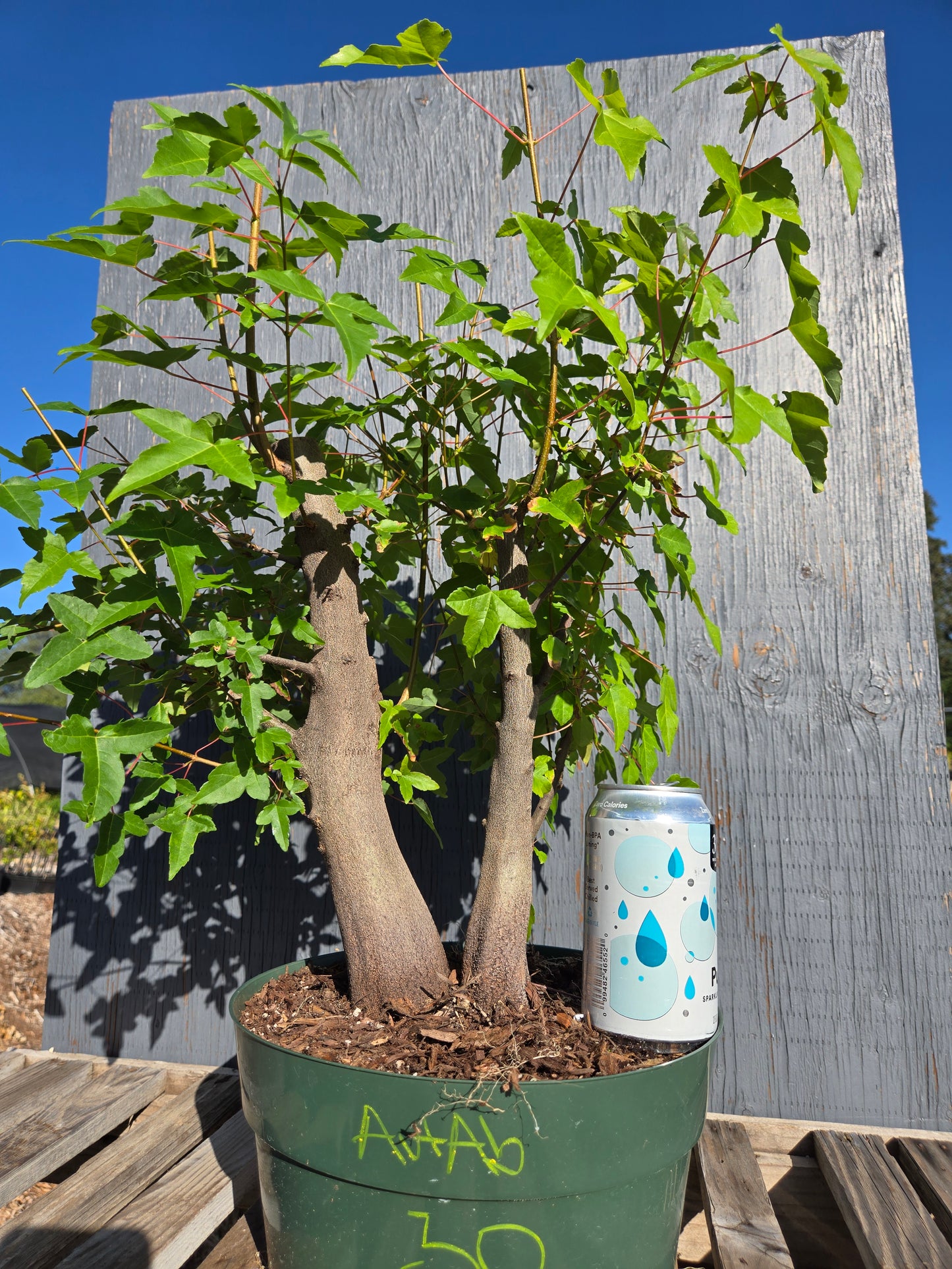 Trident Maple, Acer buergerianum, AutAb30