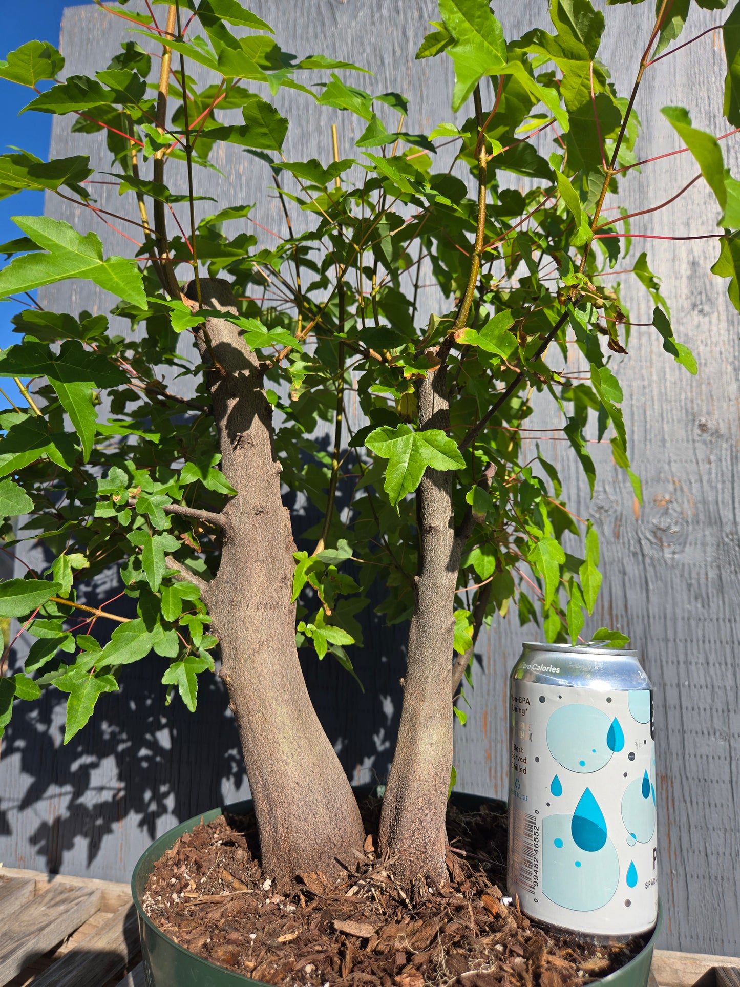 Trident Maple, Acer buergerianum, AutAb30