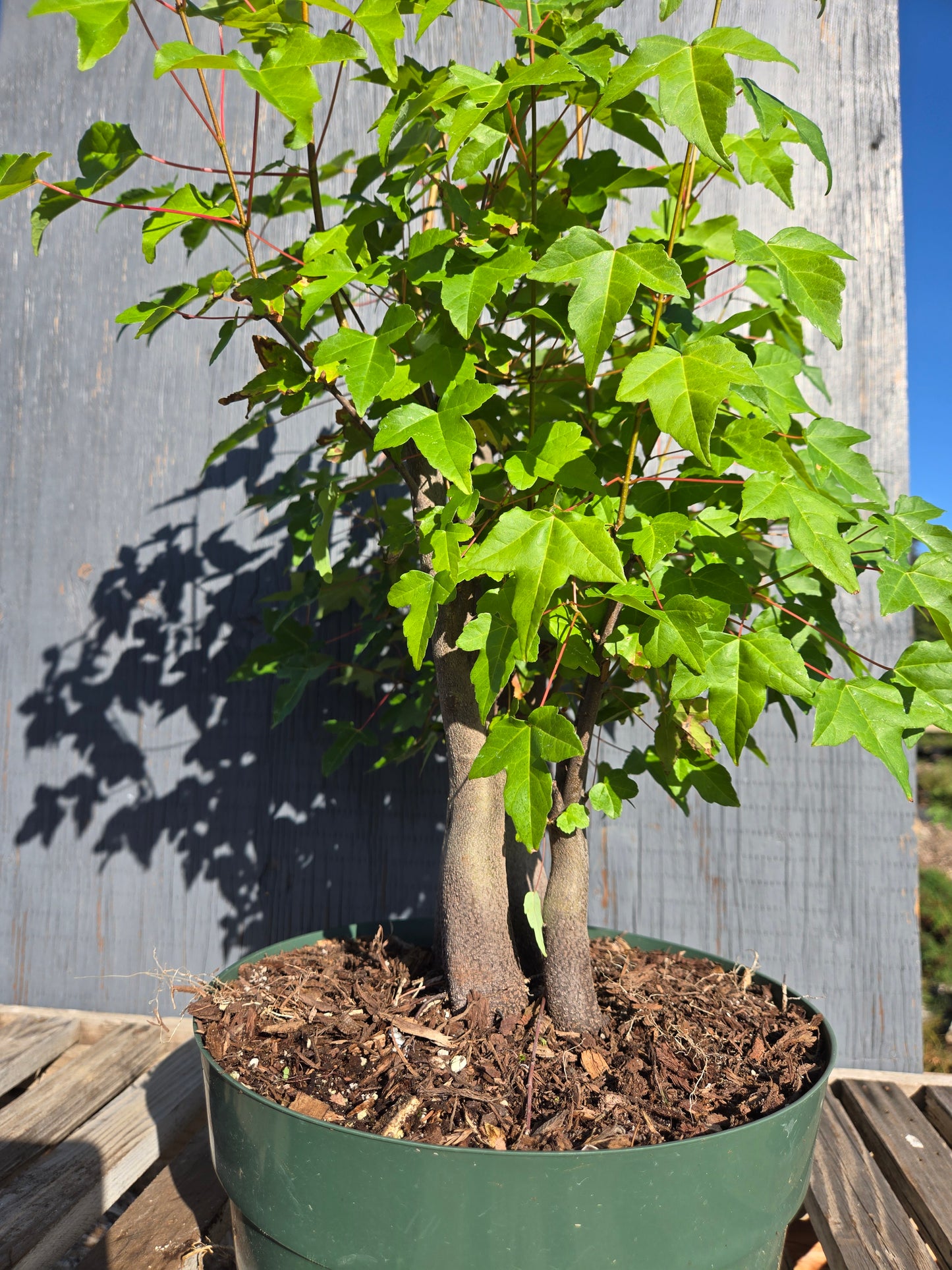 Trident Maple, Acer buergerianum, AutAb30
