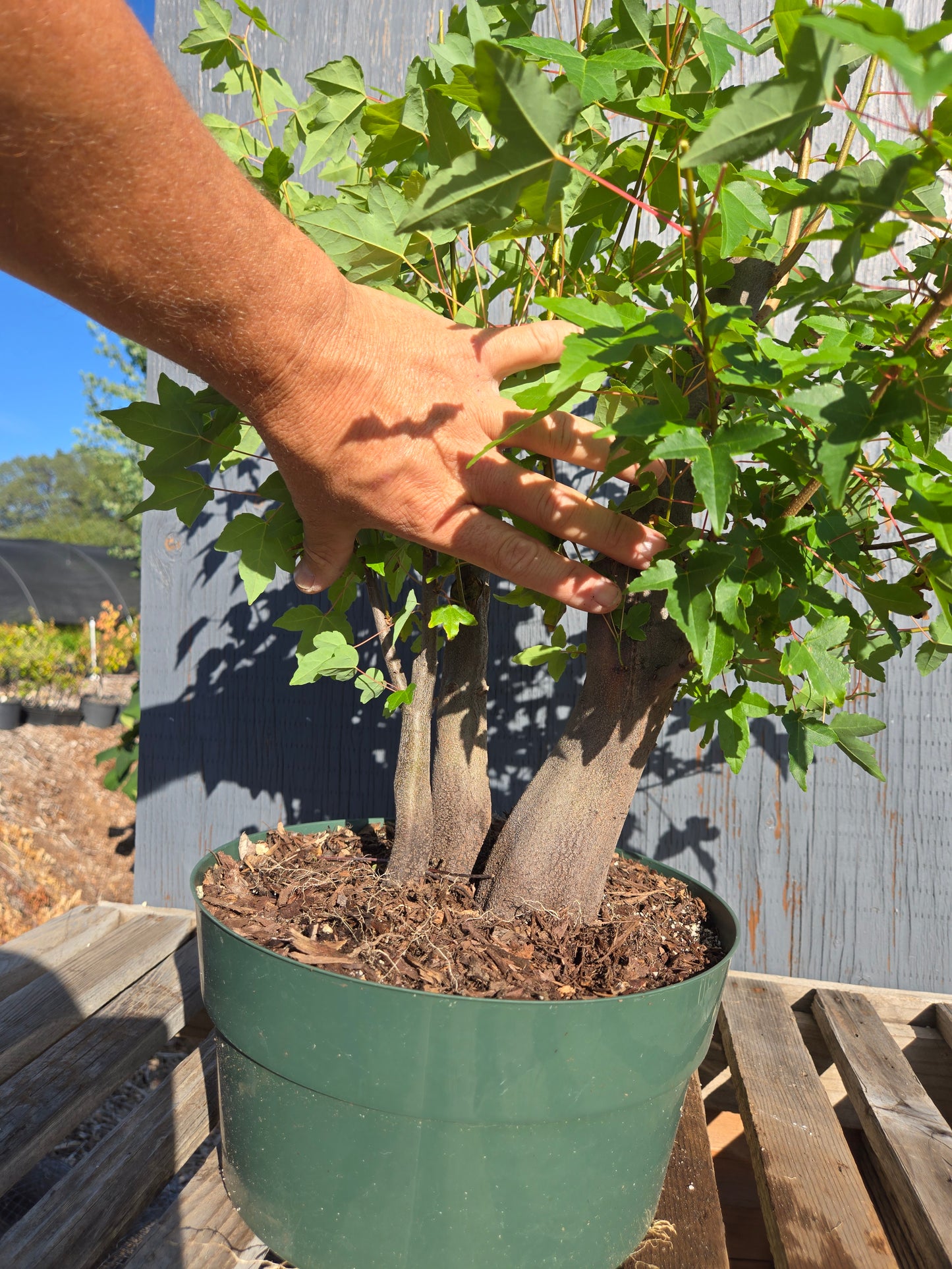 Trident Maple, Acer buergerianum, AutAb30