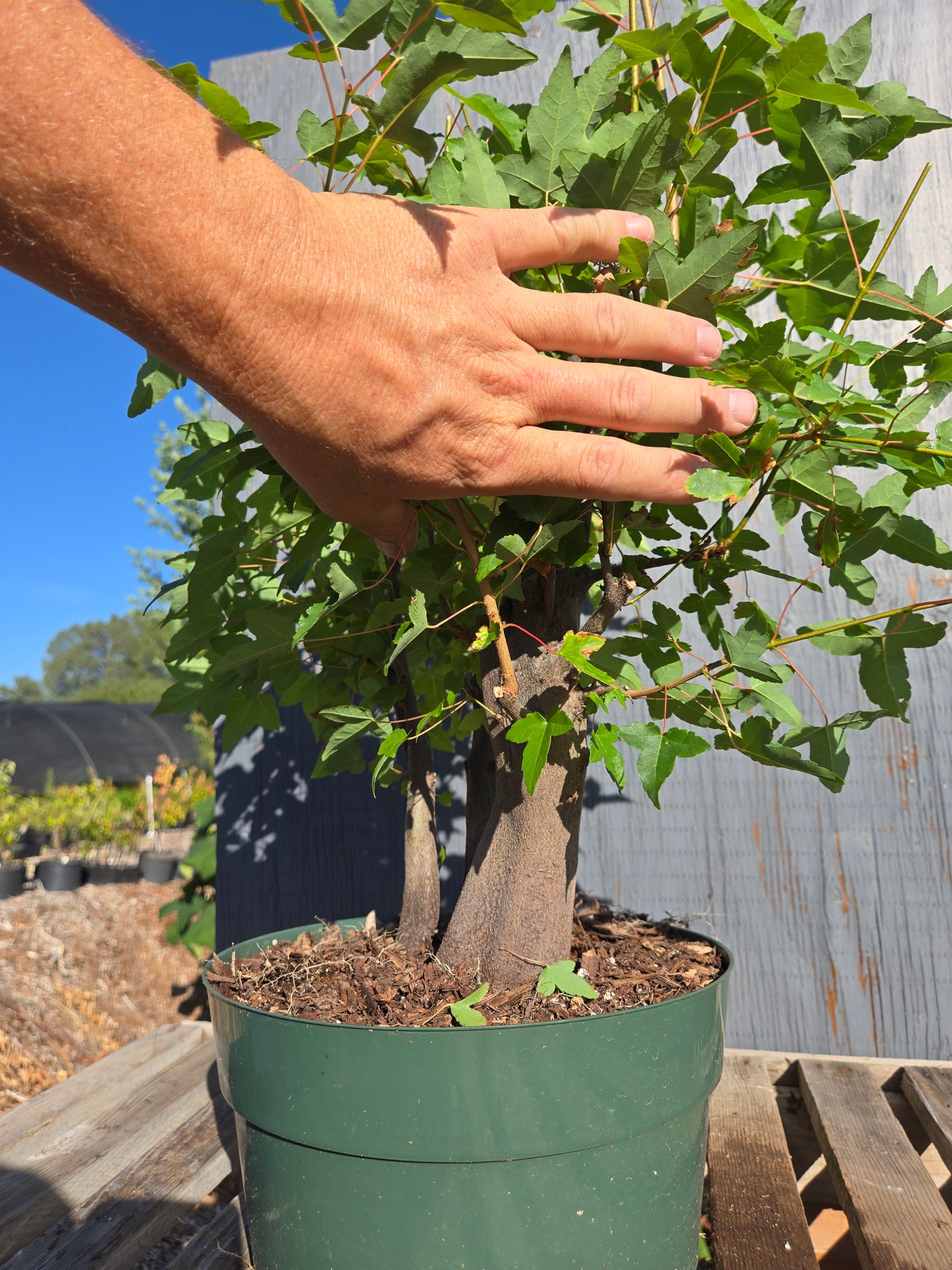 Trident Maple, Acer buergerianum, AutAb30