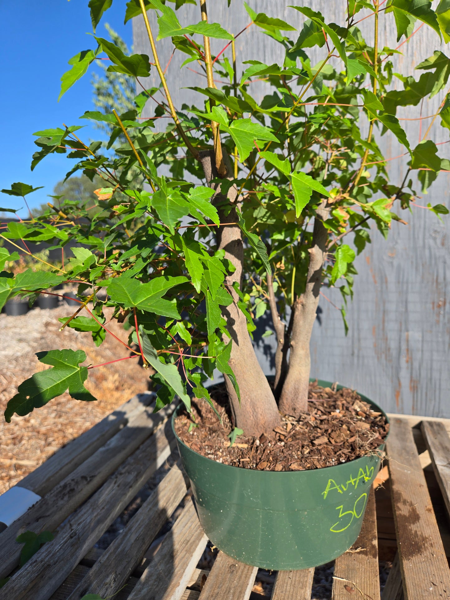Trident Maple, Acer buergerianum, AutAb30