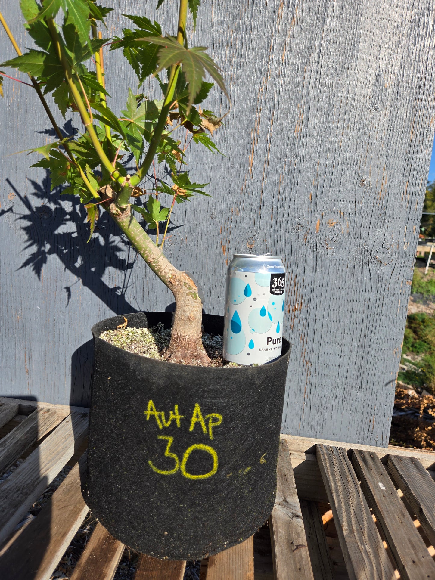 Field Grown Japanese Maple, Acer palmatum. AutAp30