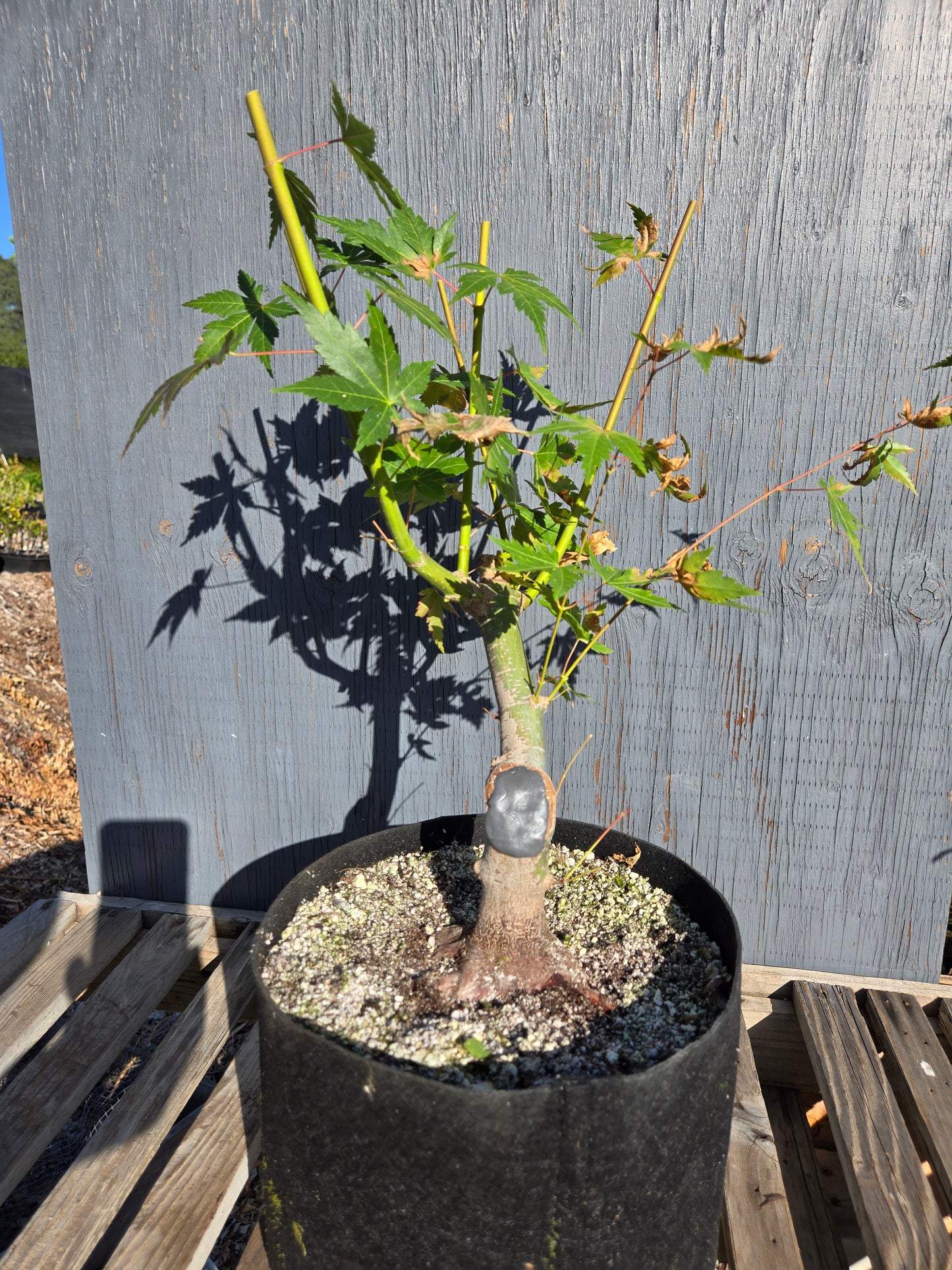 Field Grown Japanese Maple, Acer palmatum. AutAp30