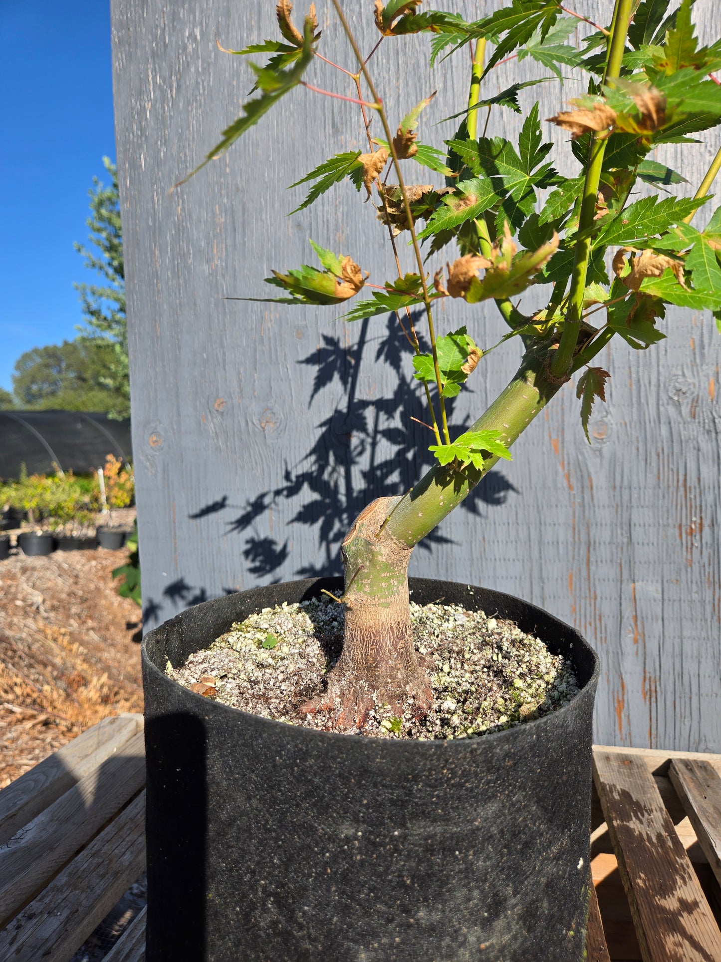 Field Grown Japanese Maple, Acer palmatum. AutAp30
