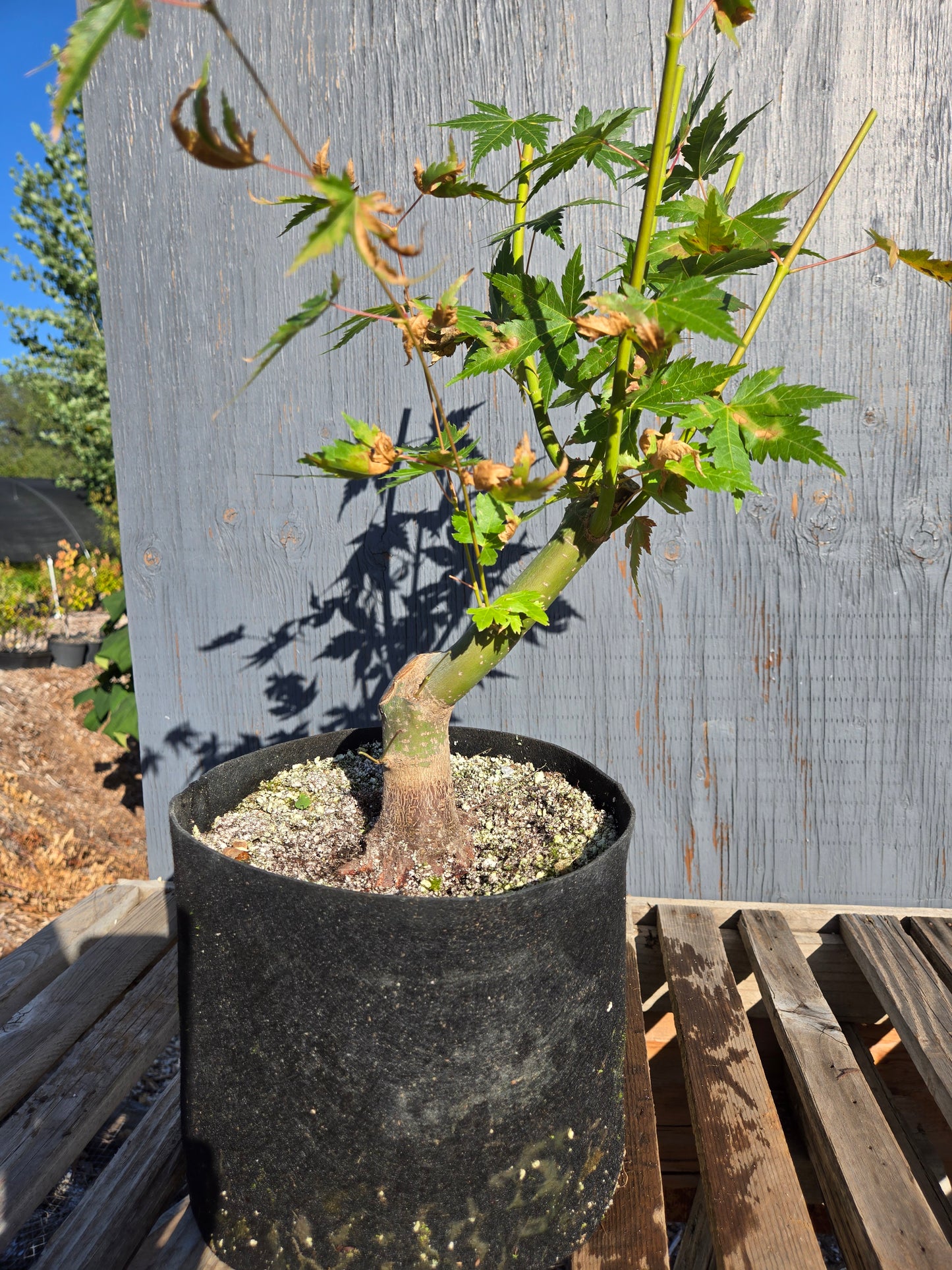 Field Grown Japanese Maple, Acer palmatum. AutAp30