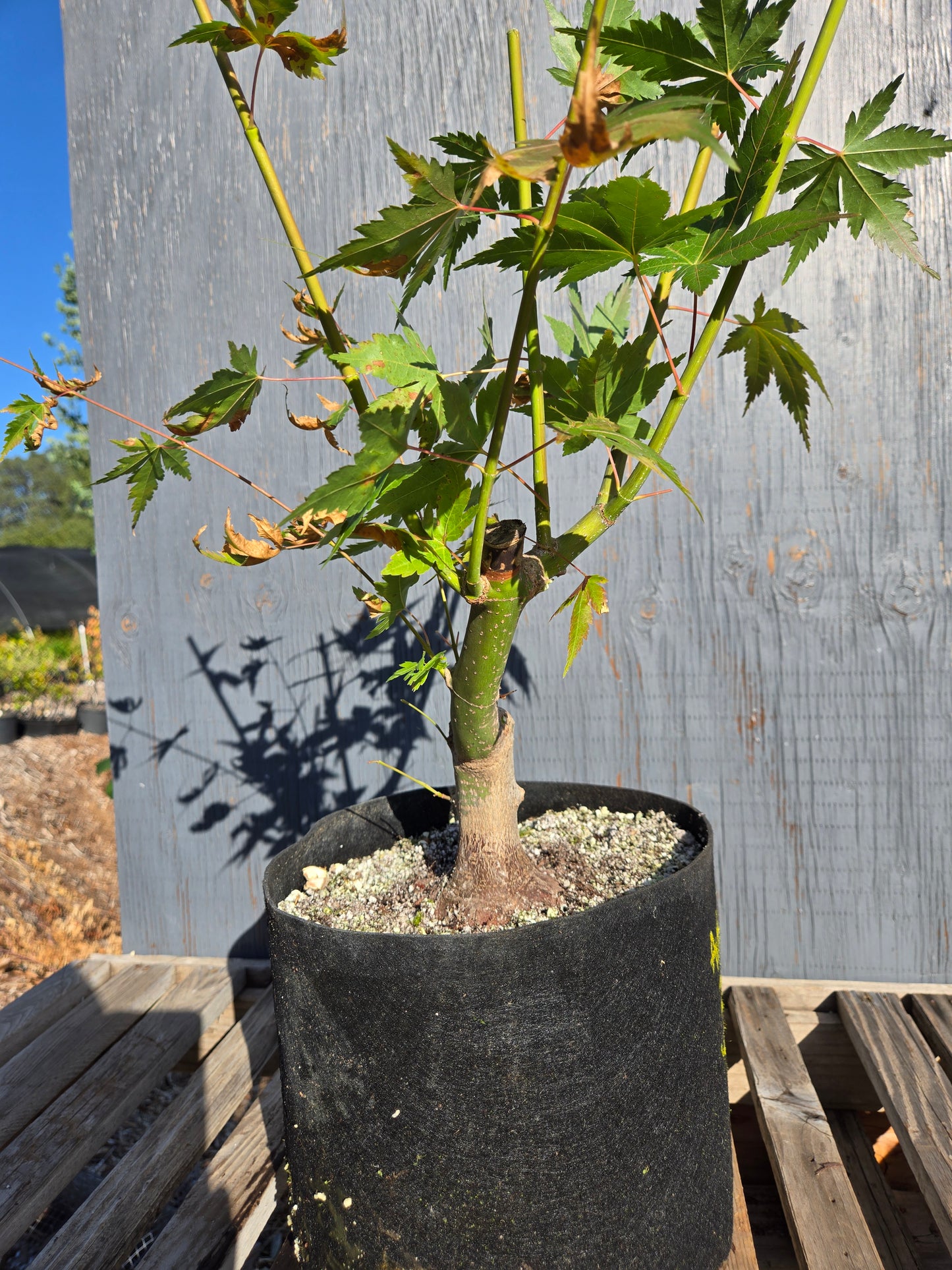 Field Grown Japanese Maple, Acer palmatum. AutAp30