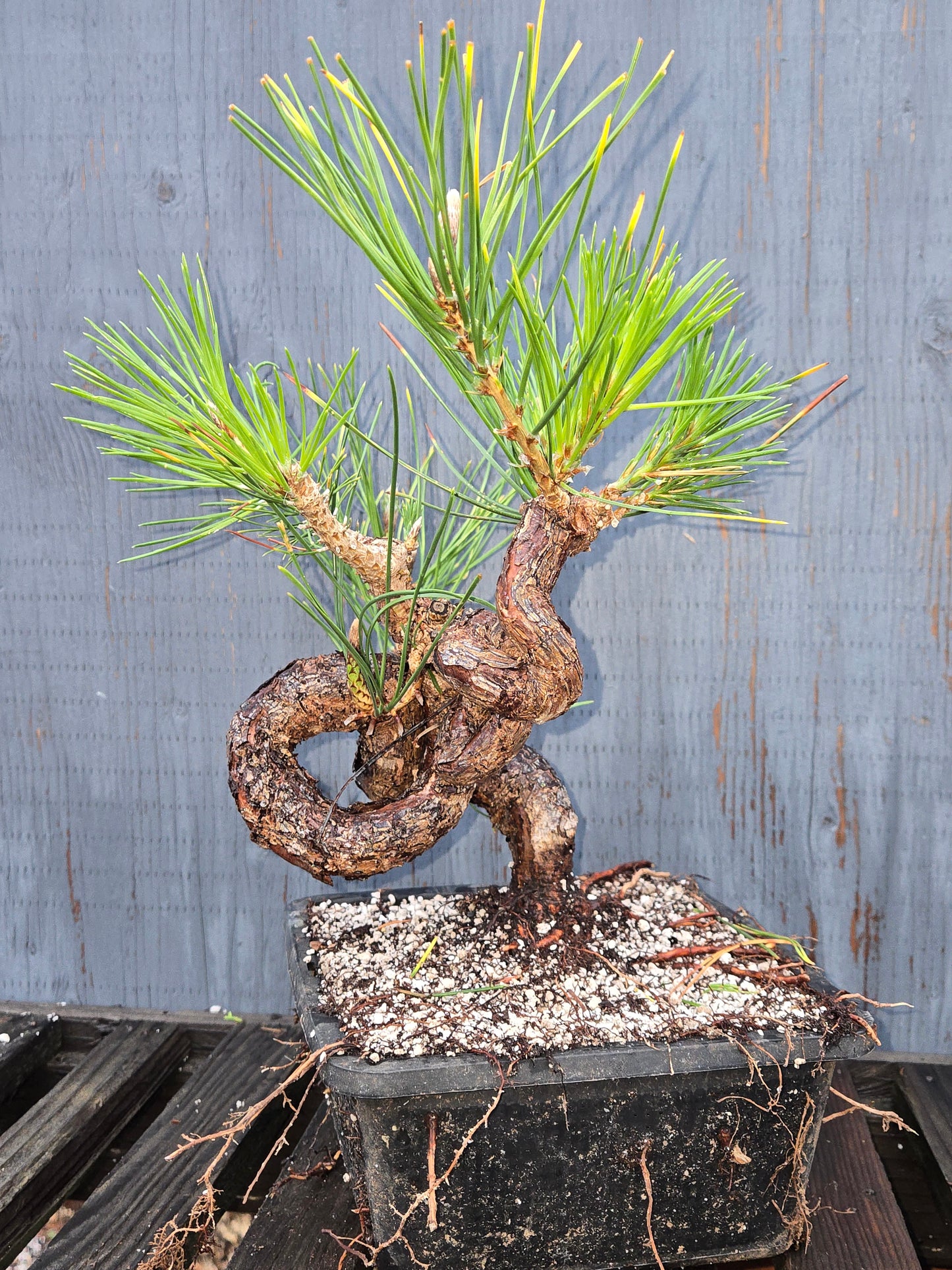 Japanese Black Pine 'Mikawa' JBP1