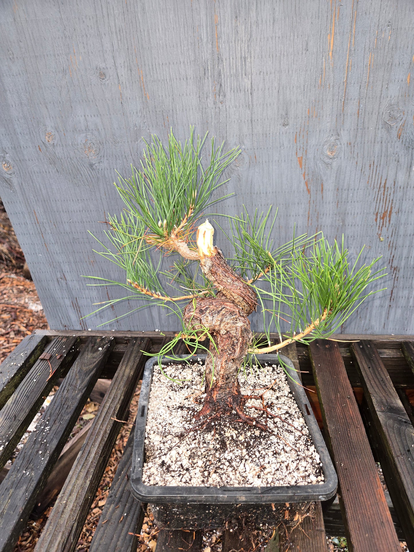 Japanese Black Pine 'Mikawa' JBP5