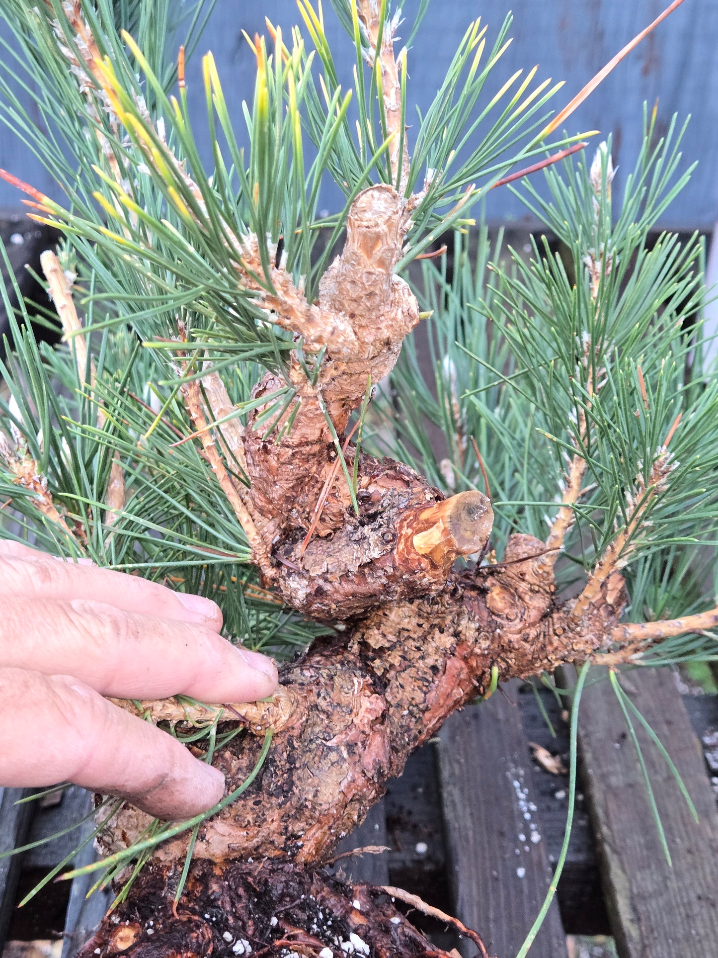 Japanese Black Pine 'Mikawa' JBP12