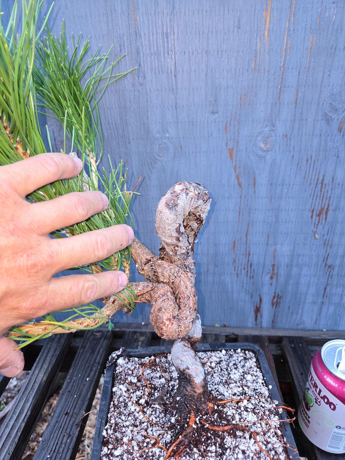 Japanese Black Pine 'Mikawa' JBP14