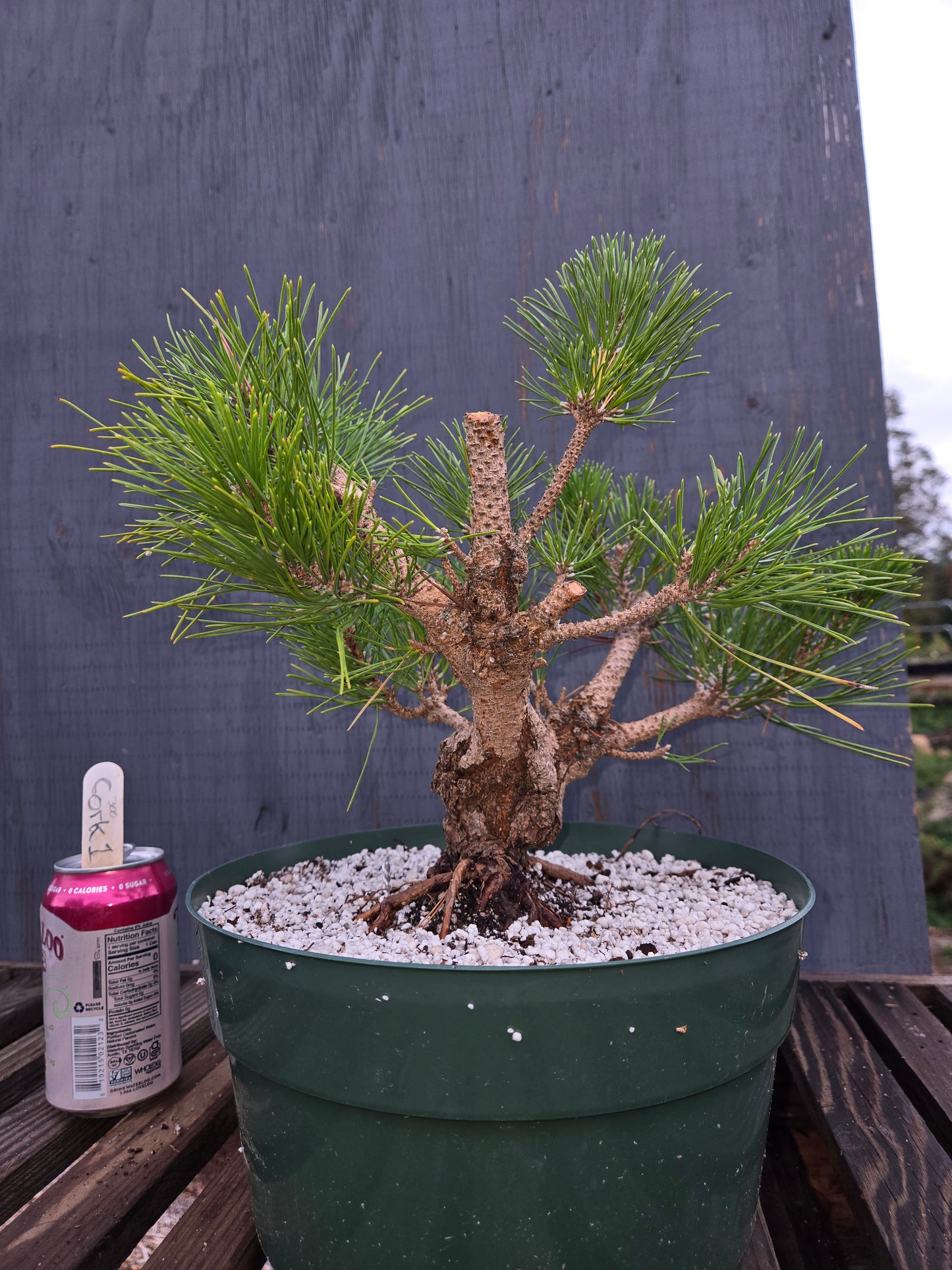 Cork Bark Japanese Black Pine, Cork1