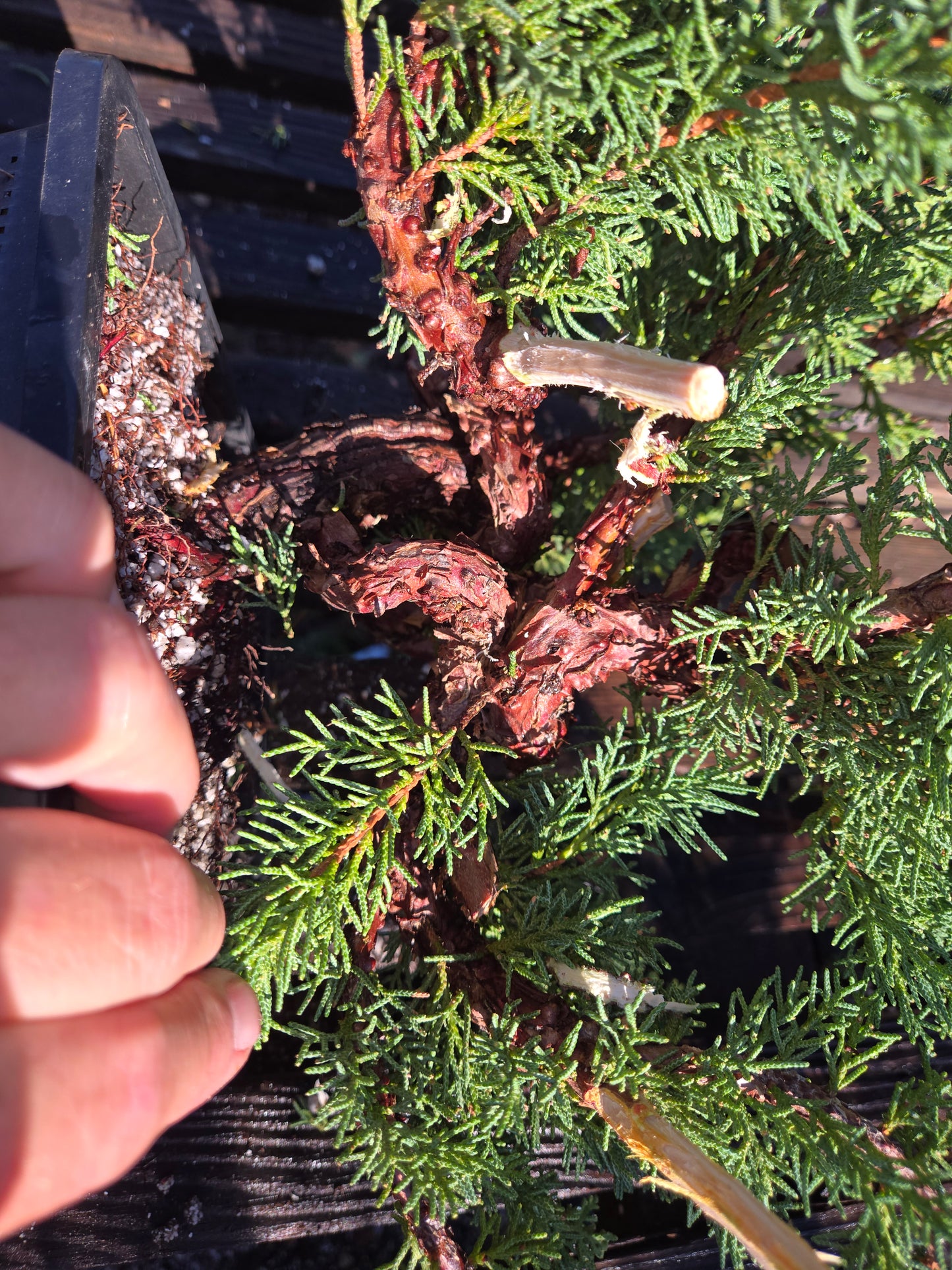 Kishu Shimpaku Juniper, JCS205