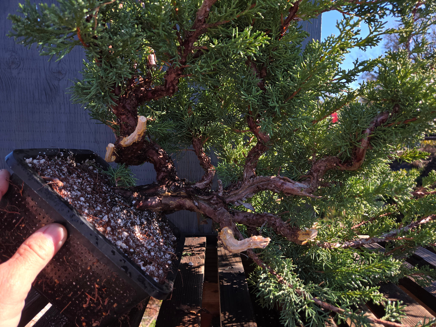 Kishu Shimpaku Juniper, Cascade, JCS211