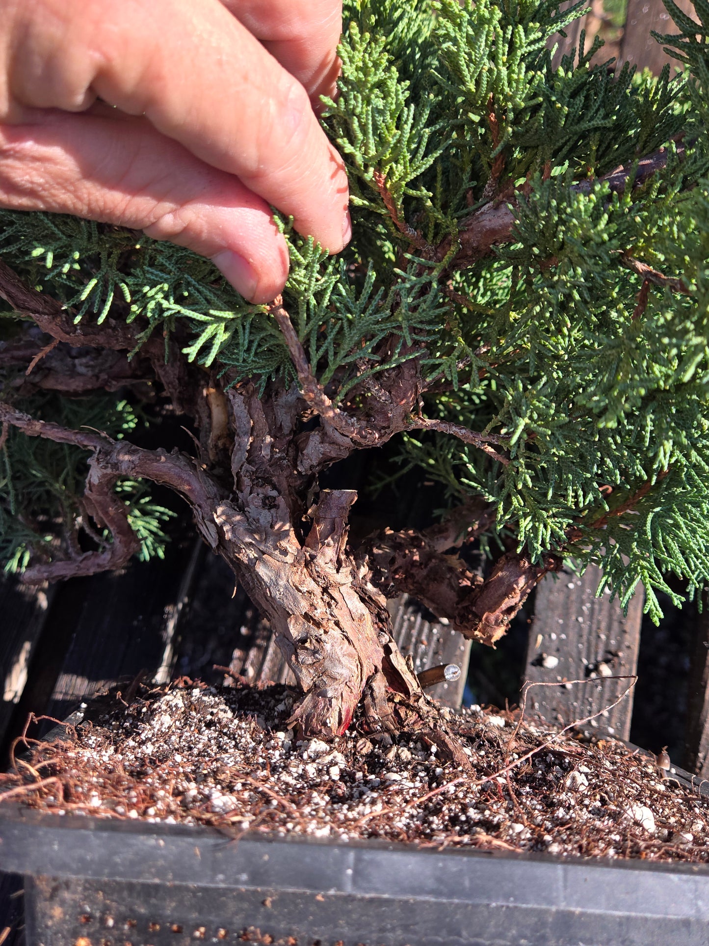 Kishu Shimpaku Juniper, JCS212